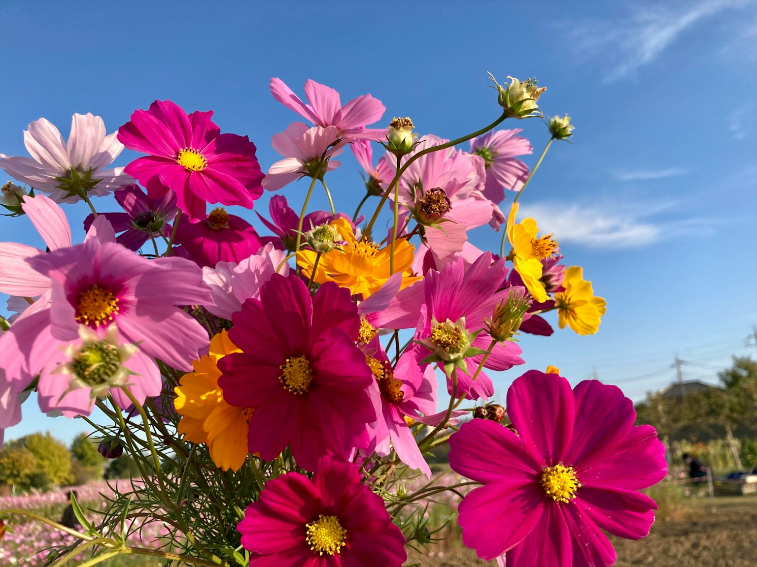 Flores de cosmos coloridas floreciendo bajo un cielo azul