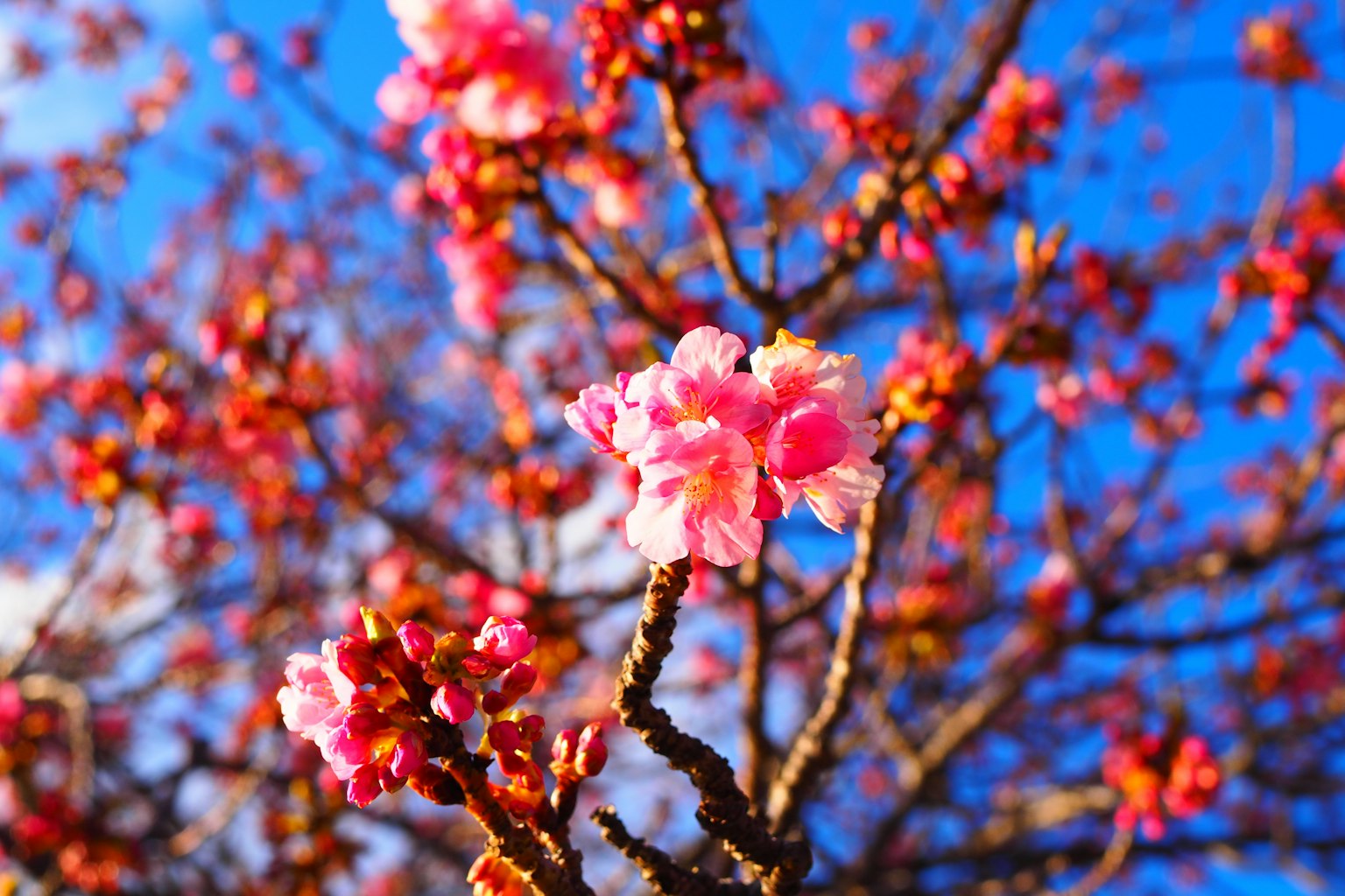 Primer plano de flores de cerezo floreciendo bajo un cielo azul