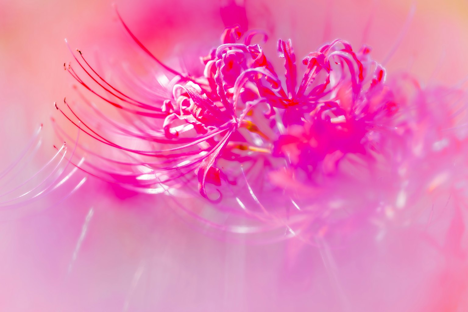 Primo piano di un fiore rosa vibrante con sfondo morbido e dettagli delicati dei petali