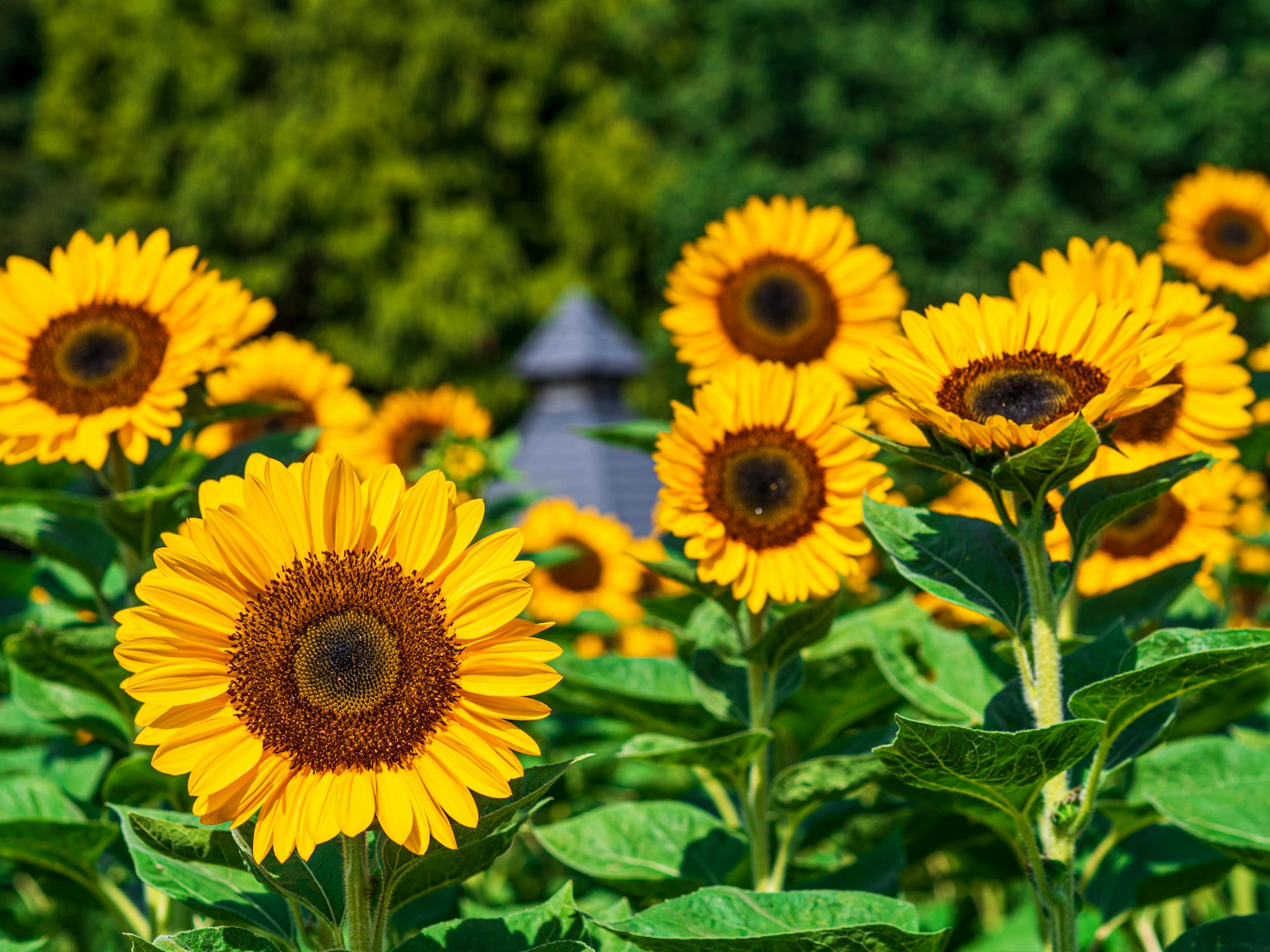 Fleurs de tournesols vibrantes entourées de feuilles vertes luxuriantes dans un champ
