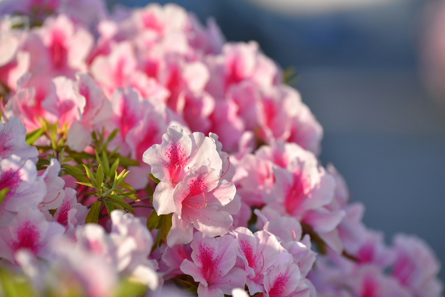 Primo piano di fiori di azalea in tonalità rosa e bianche