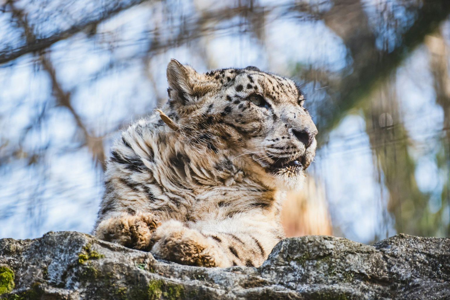 Snow leopard lounging on a rock with blue sky and trees in the background