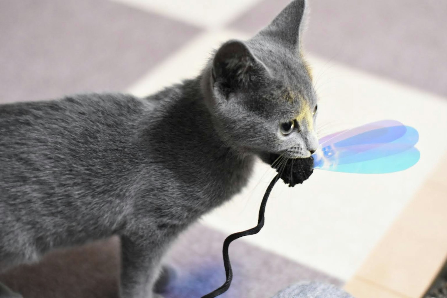 Gatito gris sosteniendo un juguete azul en la boca