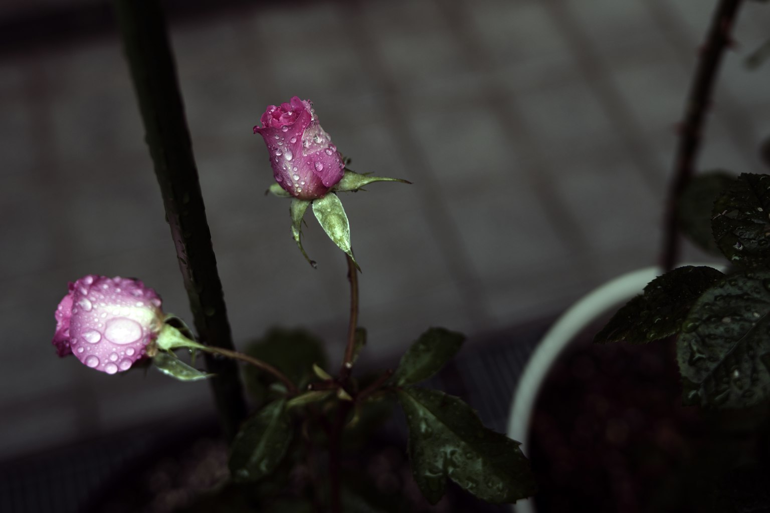 Zwei rosa Rosenknospen mit Wassertropfen und grünen Blättern