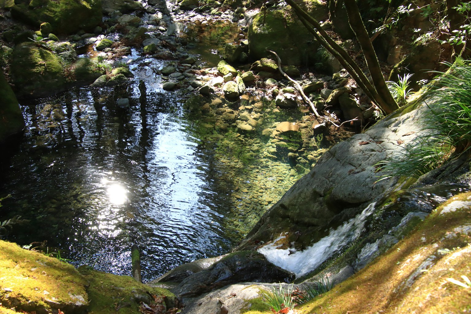 Ruscello tranquillo con rocce e vegetazione in una foresta