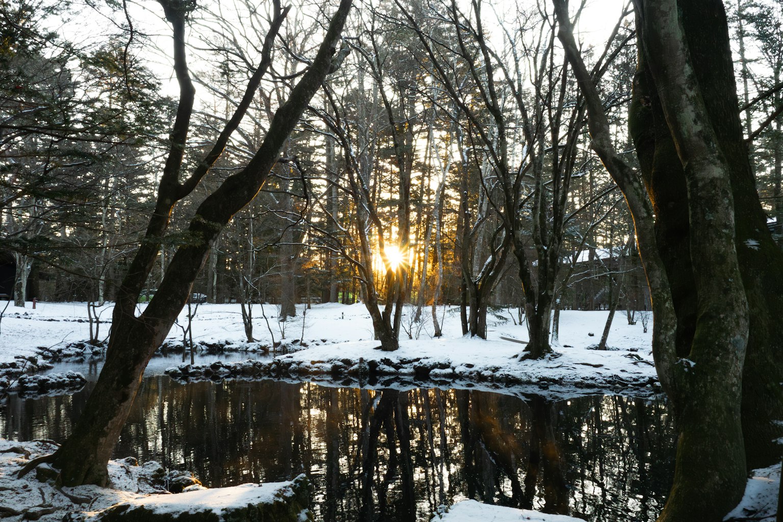 Hermoso paisaje de un bosque nevado con el sol saliendo