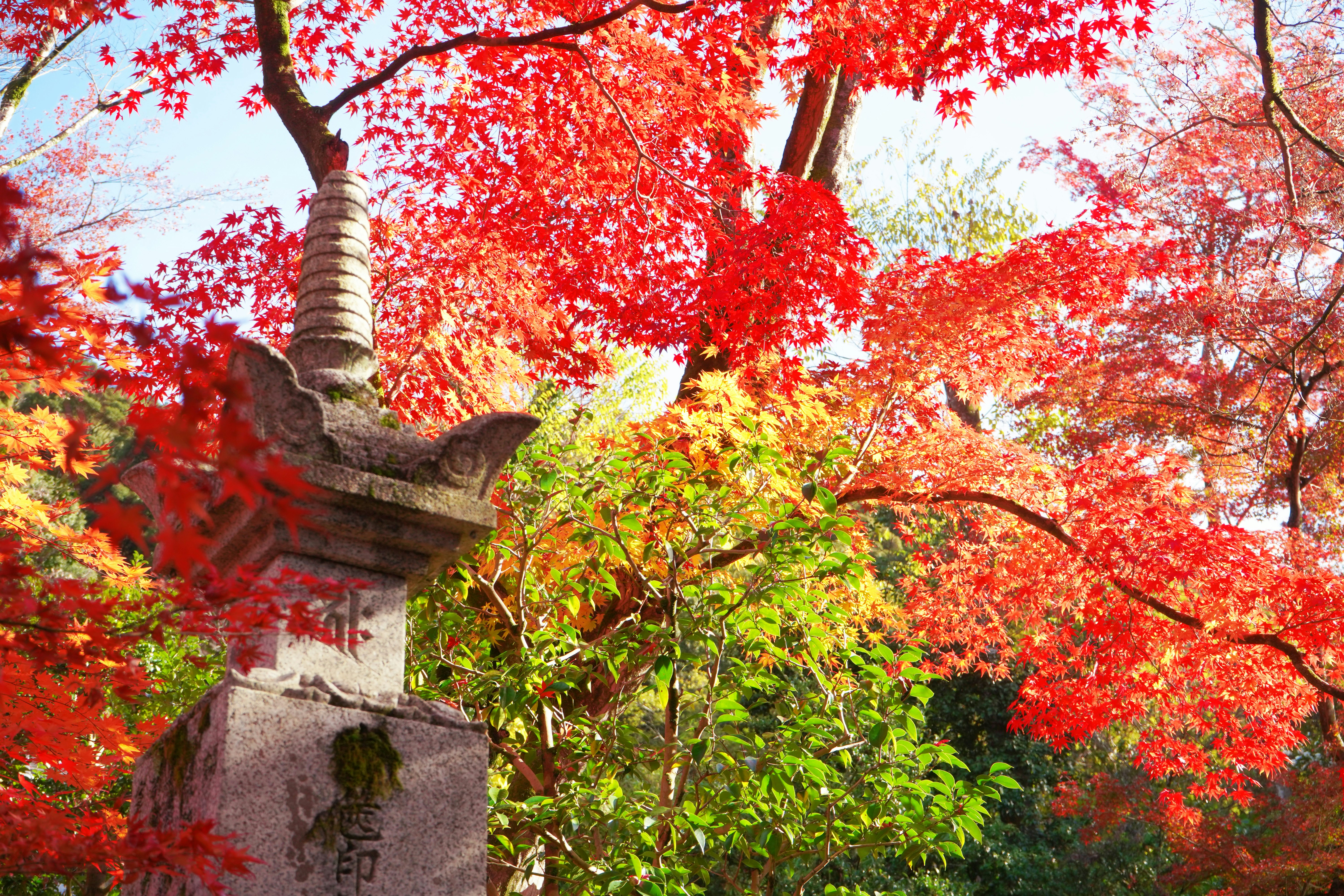 赤い紅葉に囲まれた石の灯籠と寺院の一角