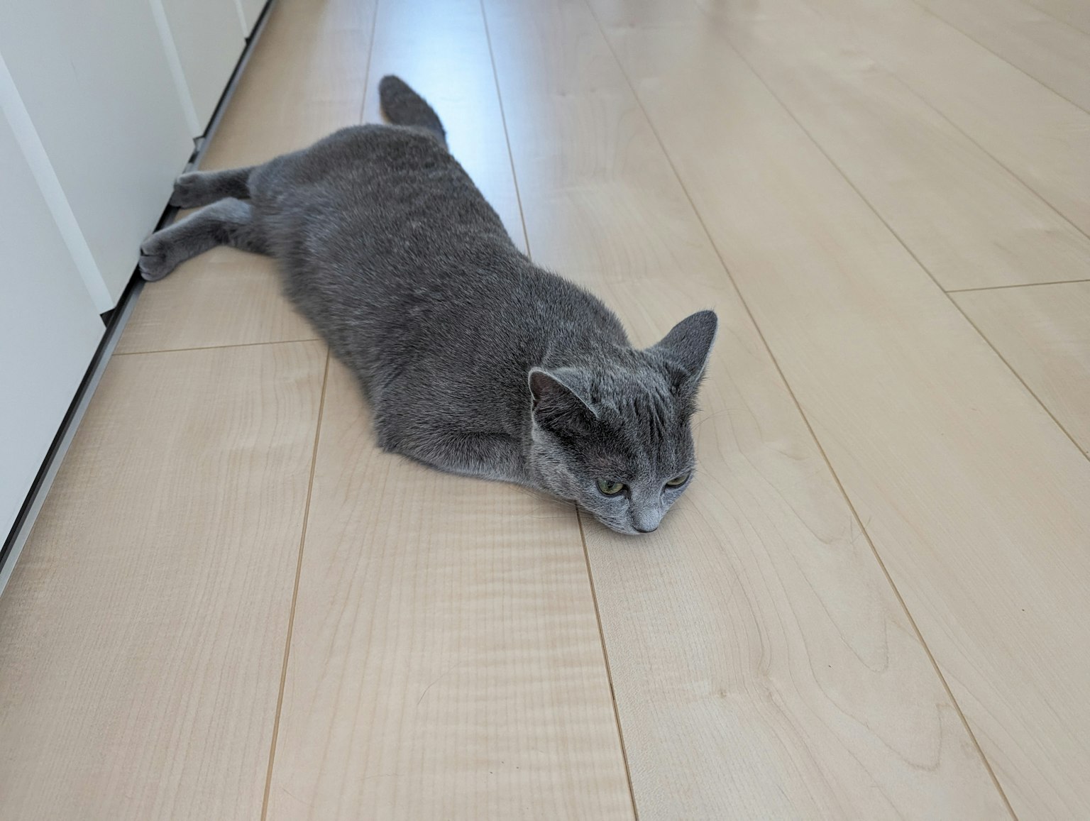 Un gatto grigio sdraiato su un pavimento in legno