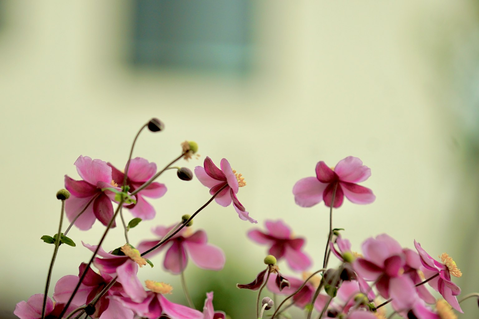 Cận cảnh hoa hồng nhạt với nền mềm mại có tường màu sáng