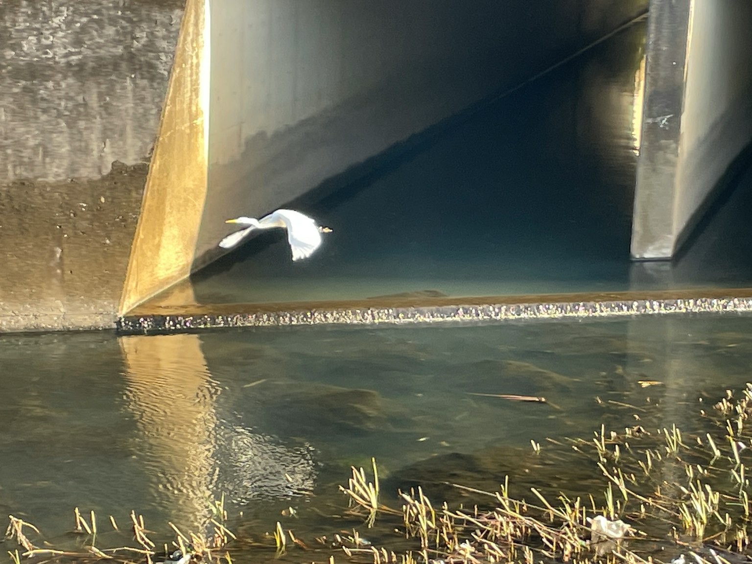 Burung putih terbang di atas permukaan air dekat struktur beton