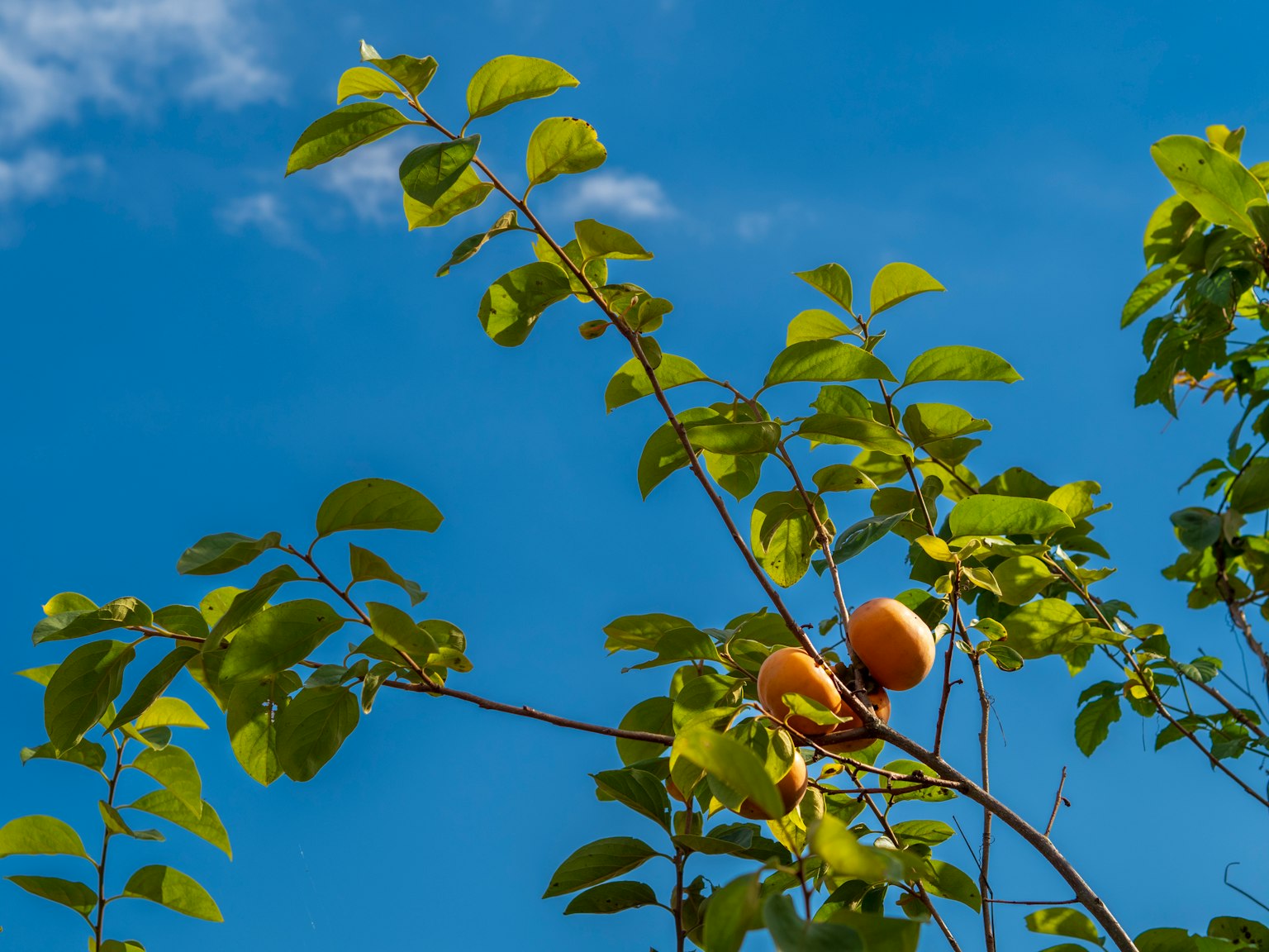 Cabang dengan buah matang di bawah langit biru yang cerah