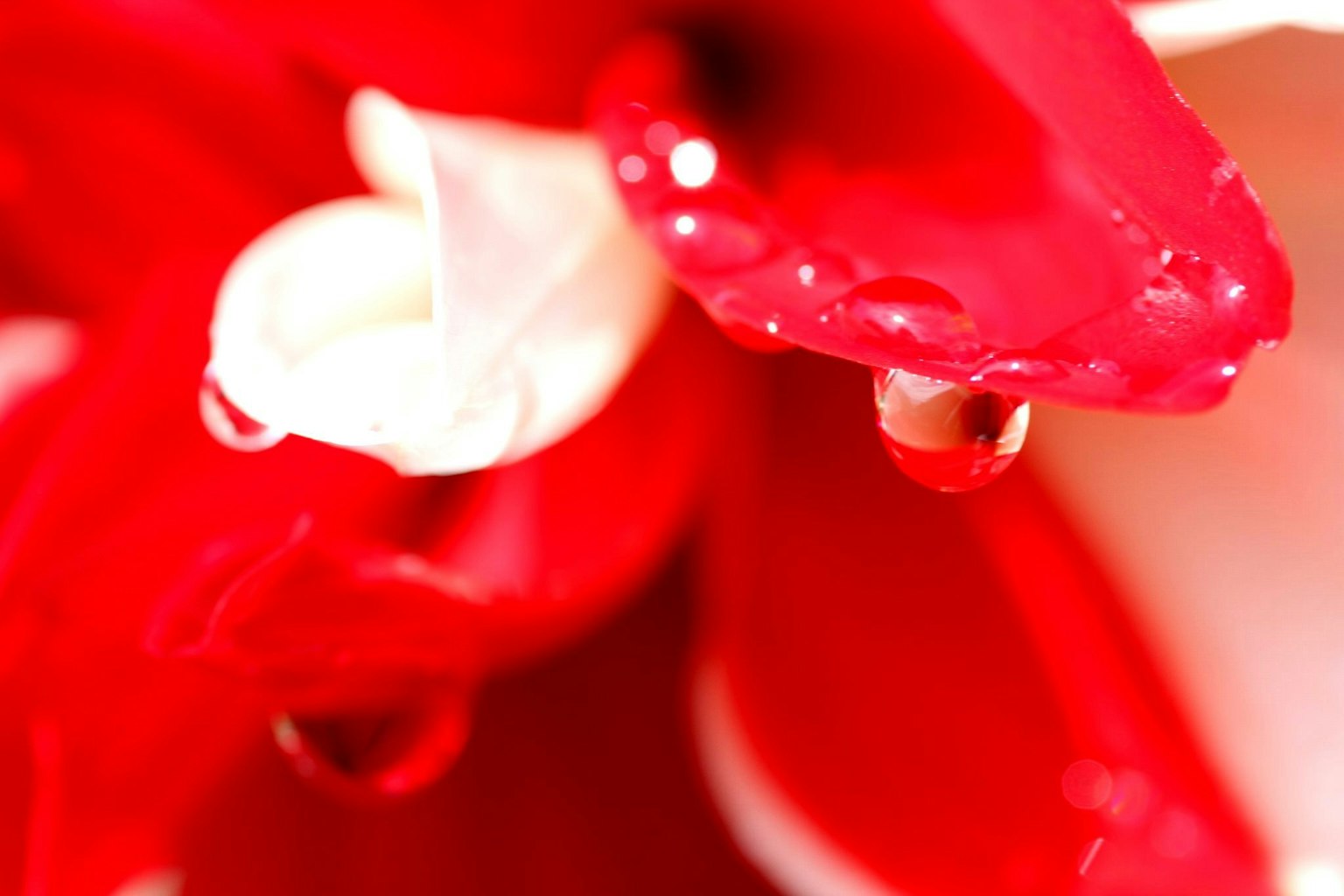 Gros plan sur des pétales de fleur rouges avec des gouttes d'eau et un centre blanc
