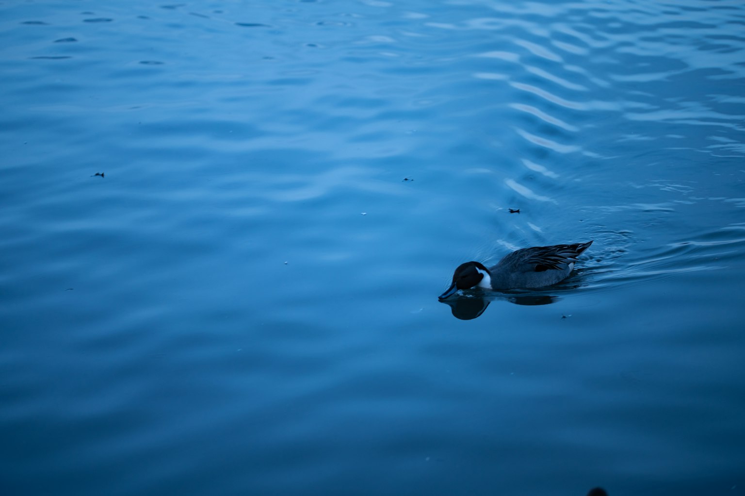Un canard nageant sur une surface d'eau bleue
