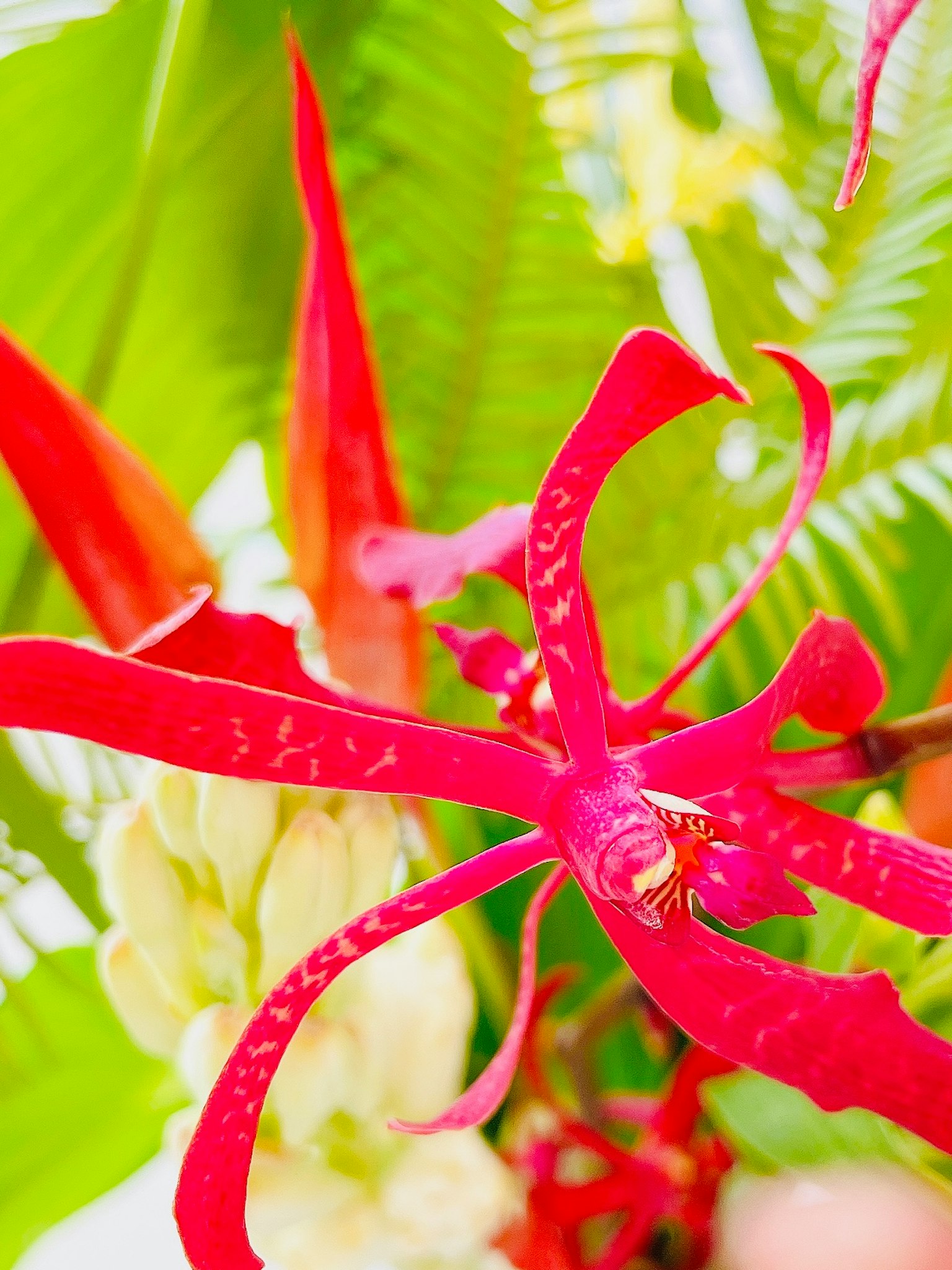 Gros plan d'une orchidée rouge vif entourée de feuilles vertes