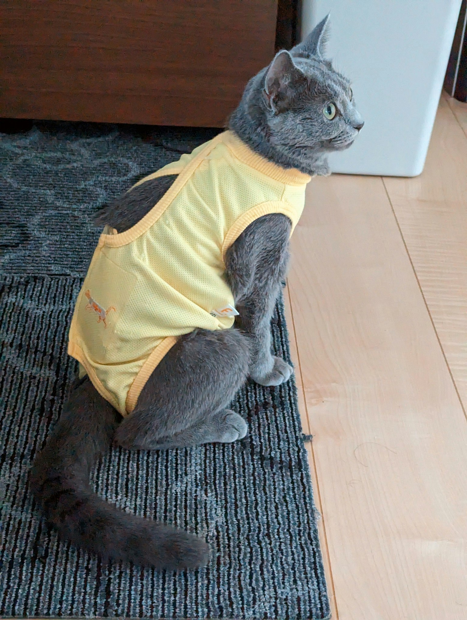 Gatto grigio con un vestito giallo