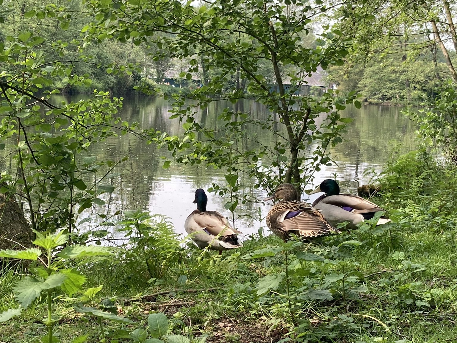 Trois canards colverts se reposant au bord d'un étang entouré de feuillage vert