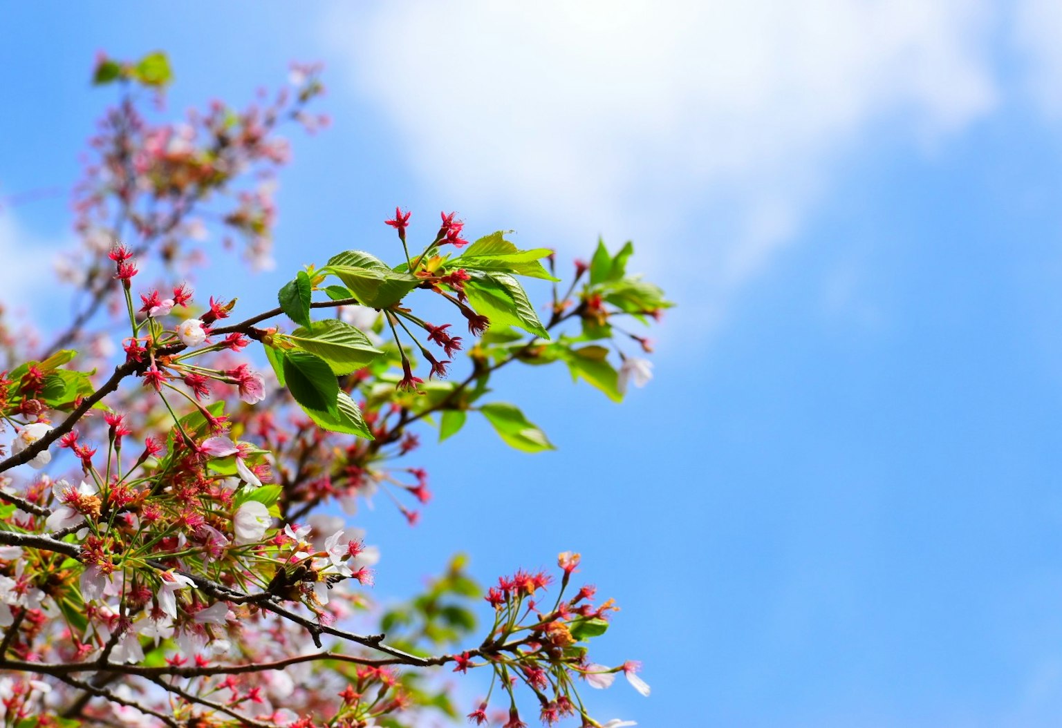 Branche avec des fleurs roses et des feuilles vertes contre un ciel bleu