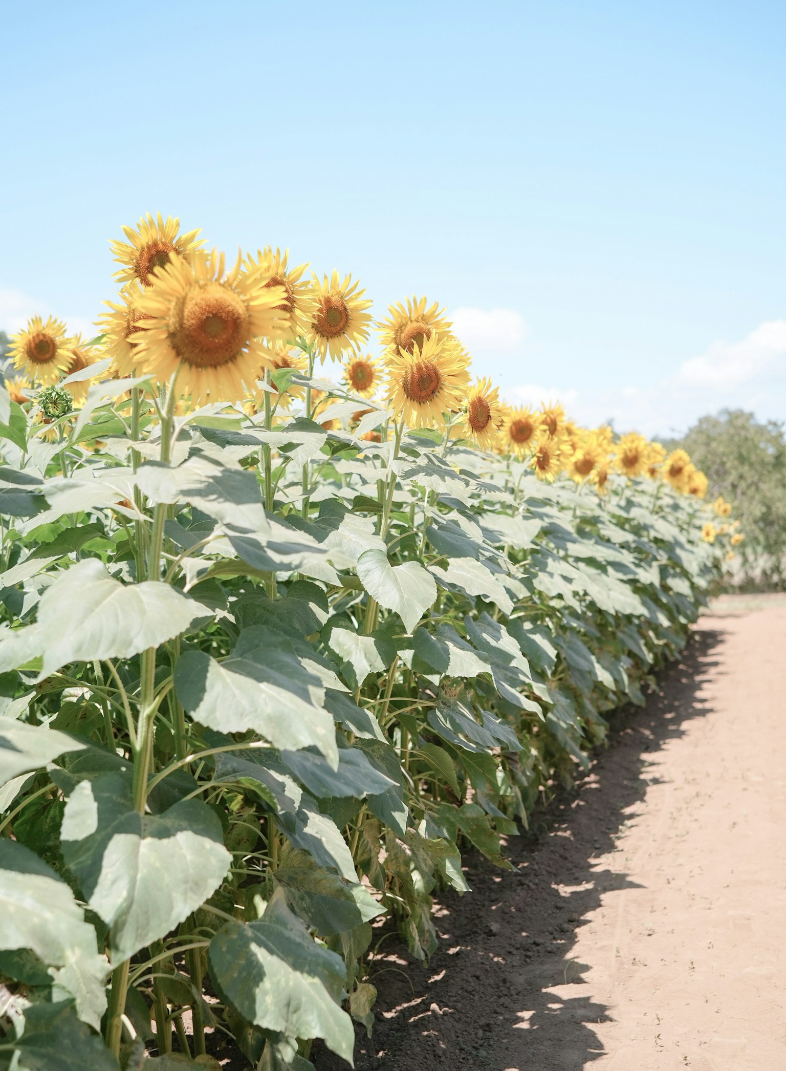 Campo de girasoles bajo un cielo azul claro
