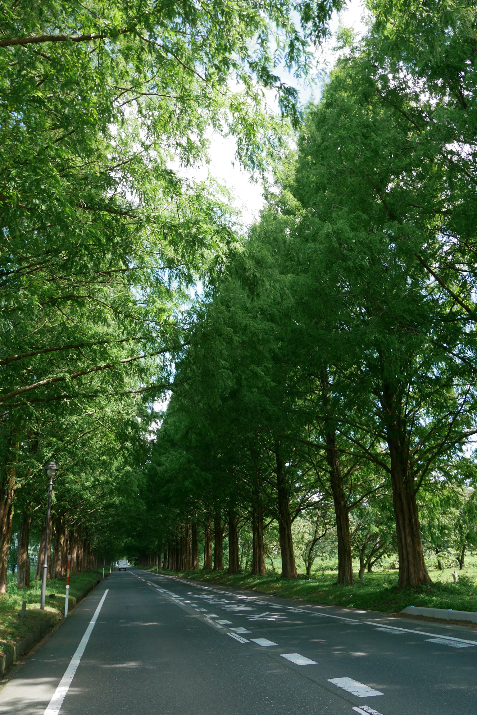 Route calme entourée d'arbres verts luxuriants
