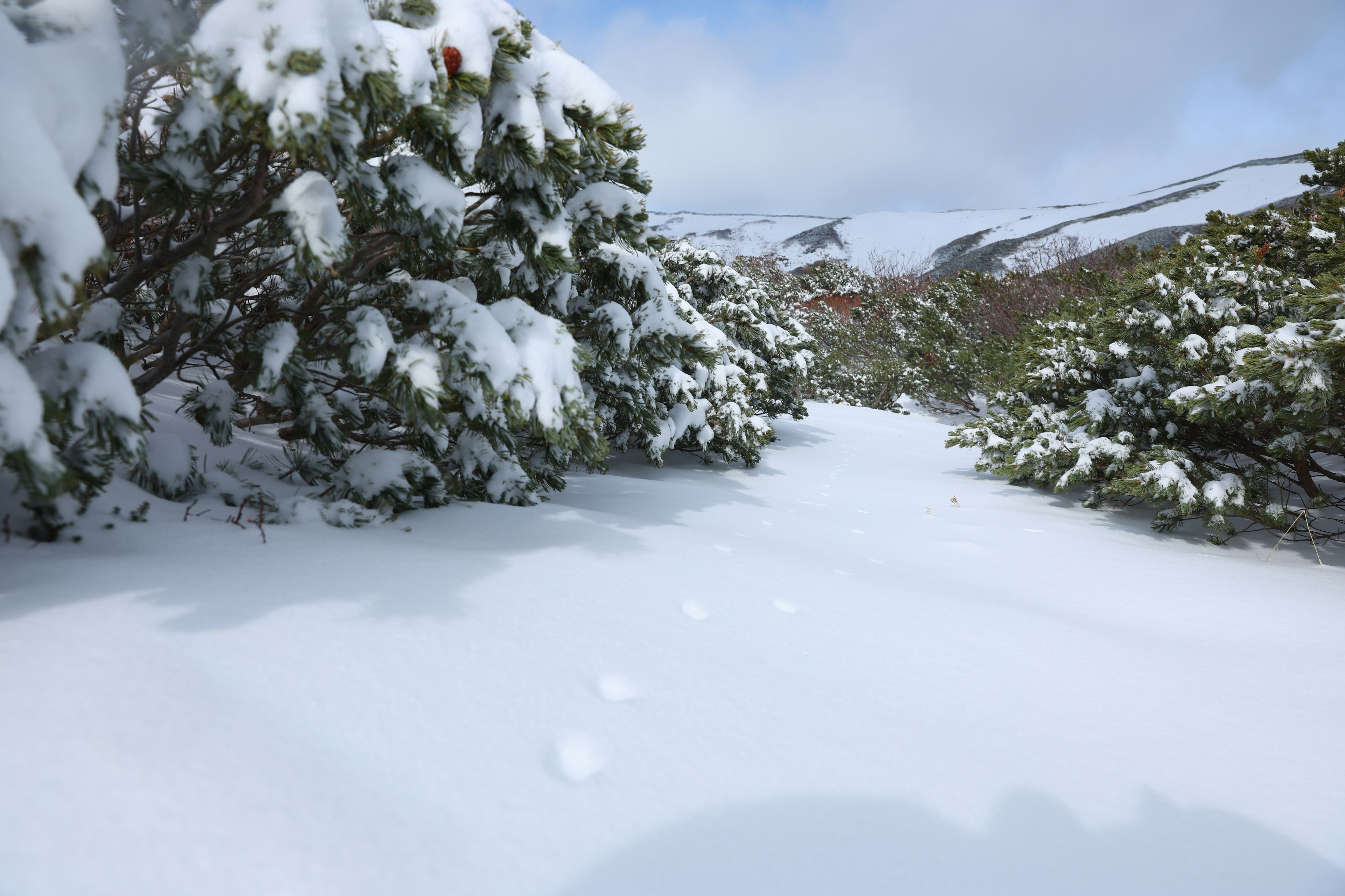 verschneiter Waldweg mit niedrigen Bergkämmen