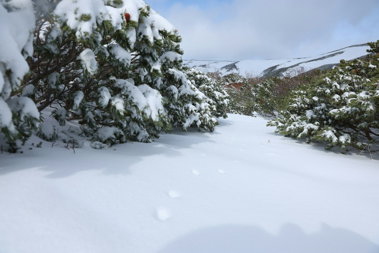 Vom Schnee bedeckter Weg mit umgebenden Bäumen und Bergen