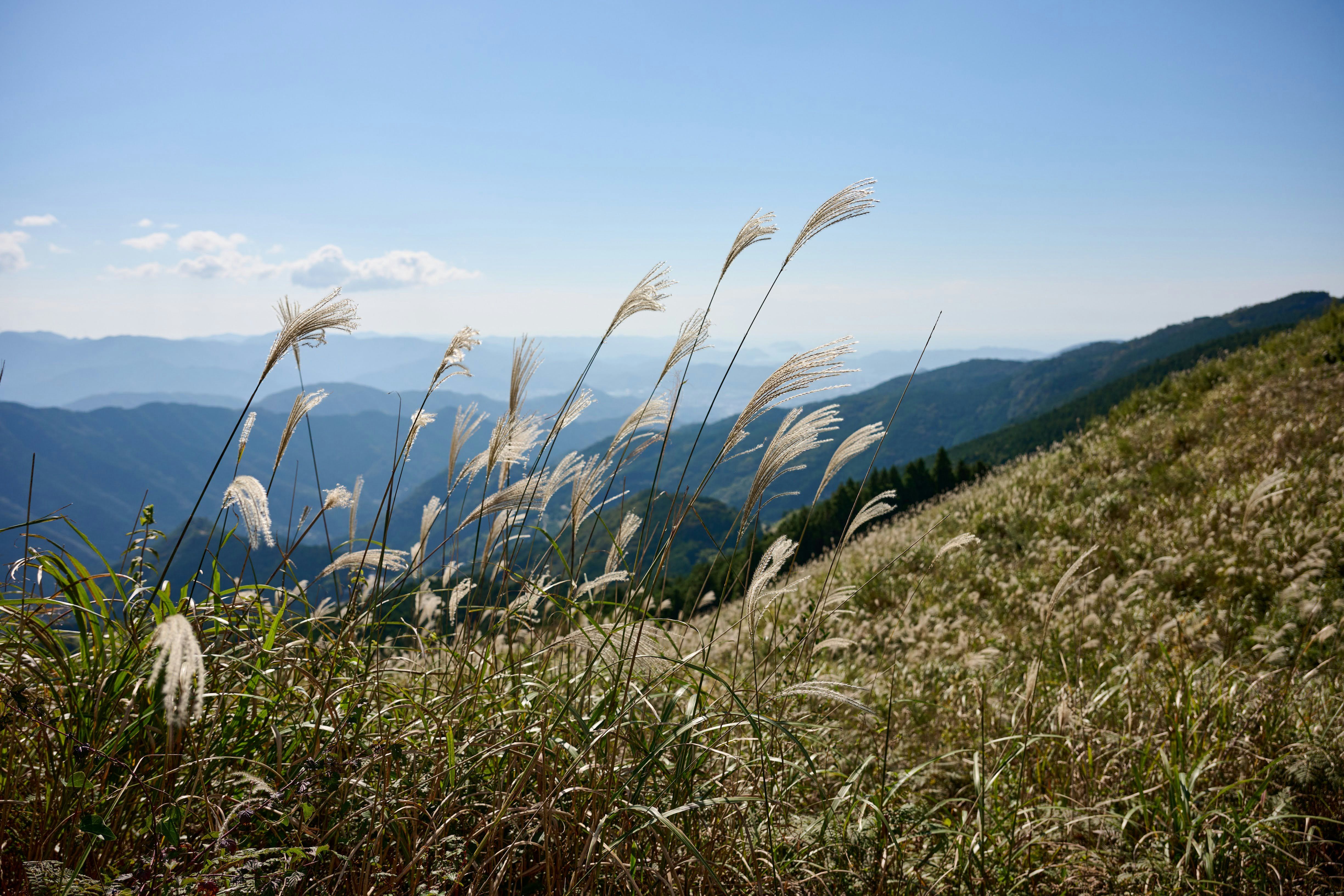 風中搖曳的芒草群，遠處山脊景的山坡草地