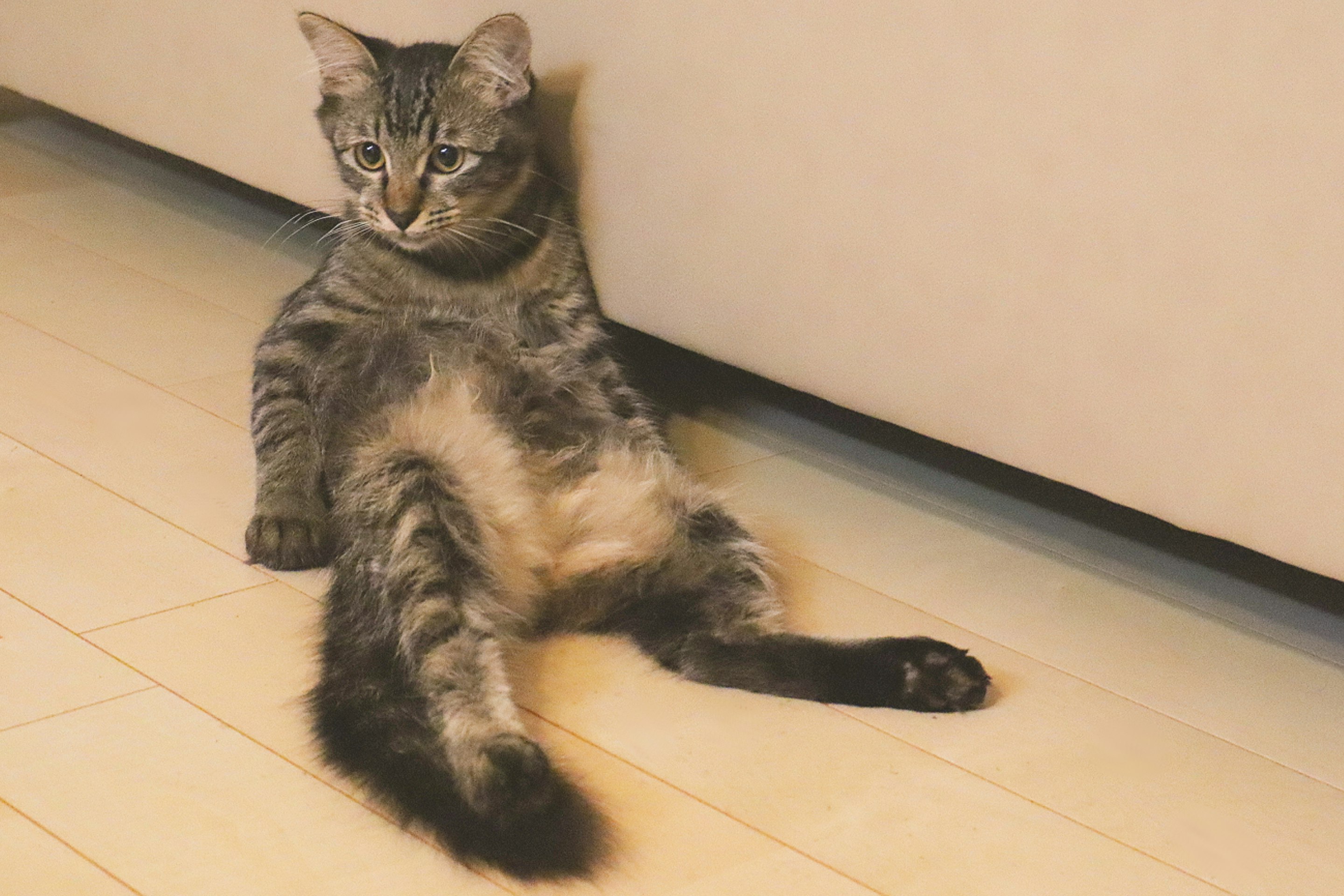 人間みたいに寄りかかるリラックスした猫の姿