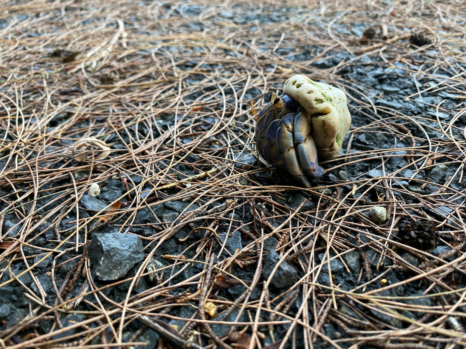 Deux crabes sur le sol entourés d'aiguilles de pin et de petits cailloux