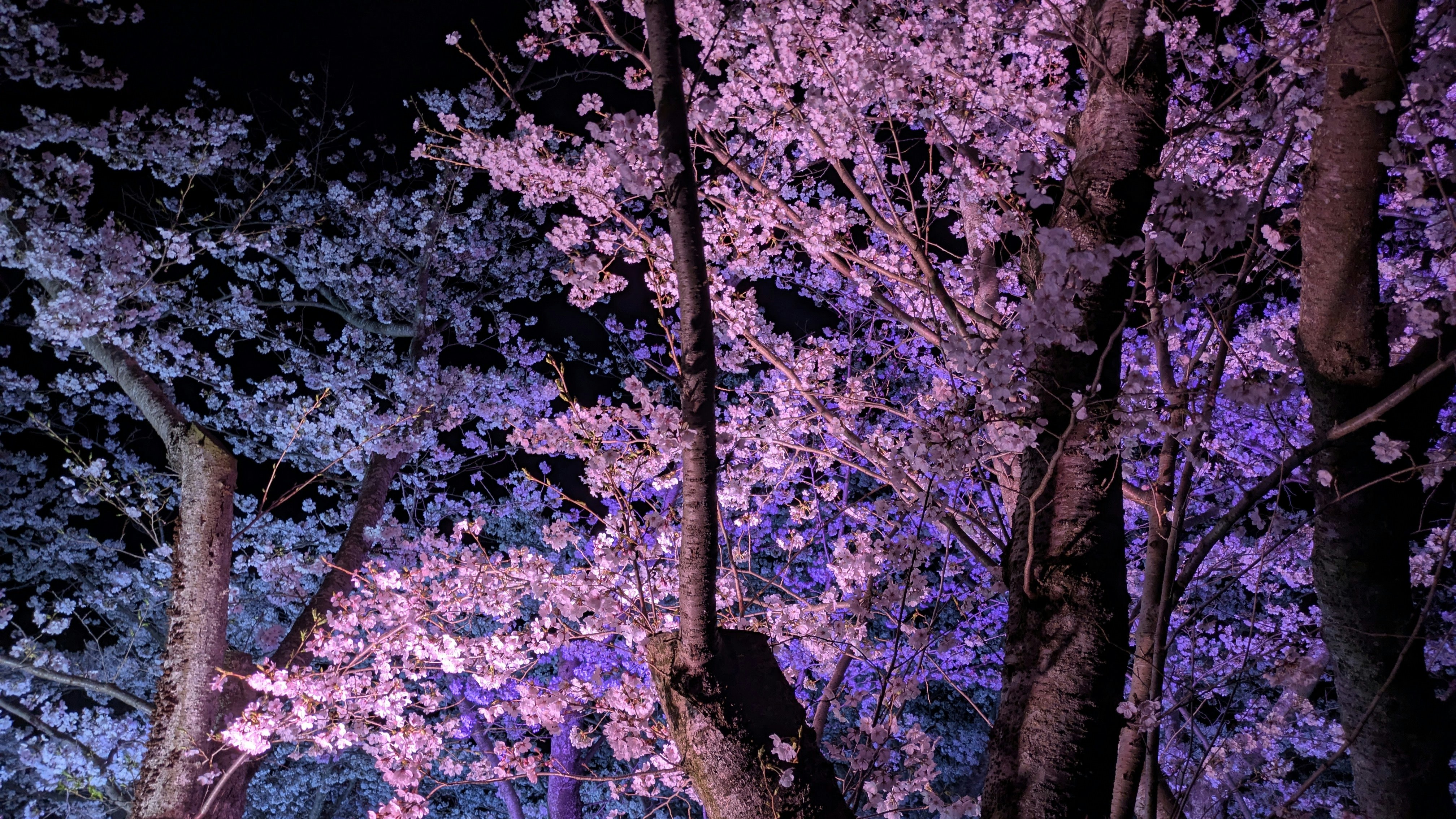 夜に咲く桜の並木