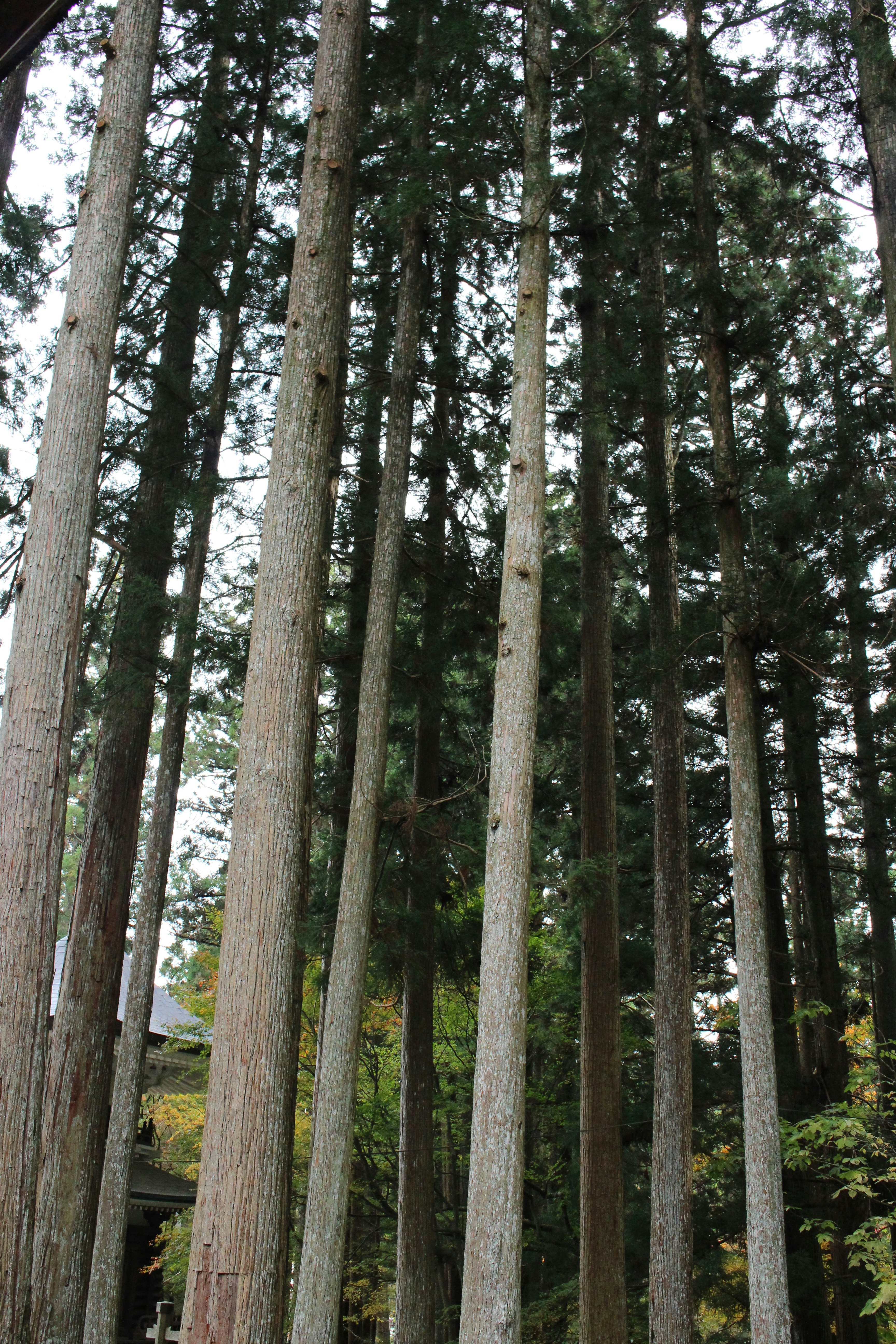 成排高大的林木景觀