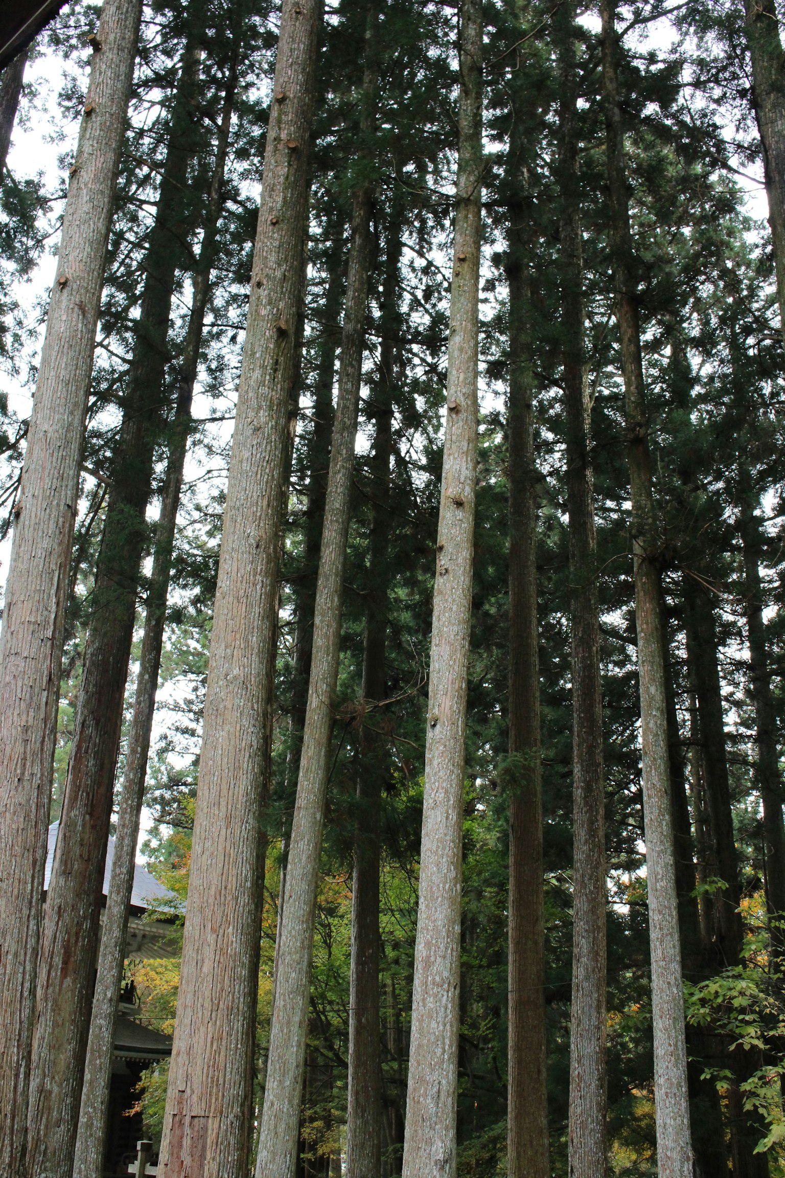 Pohon tinggi berdiri berdekatan
