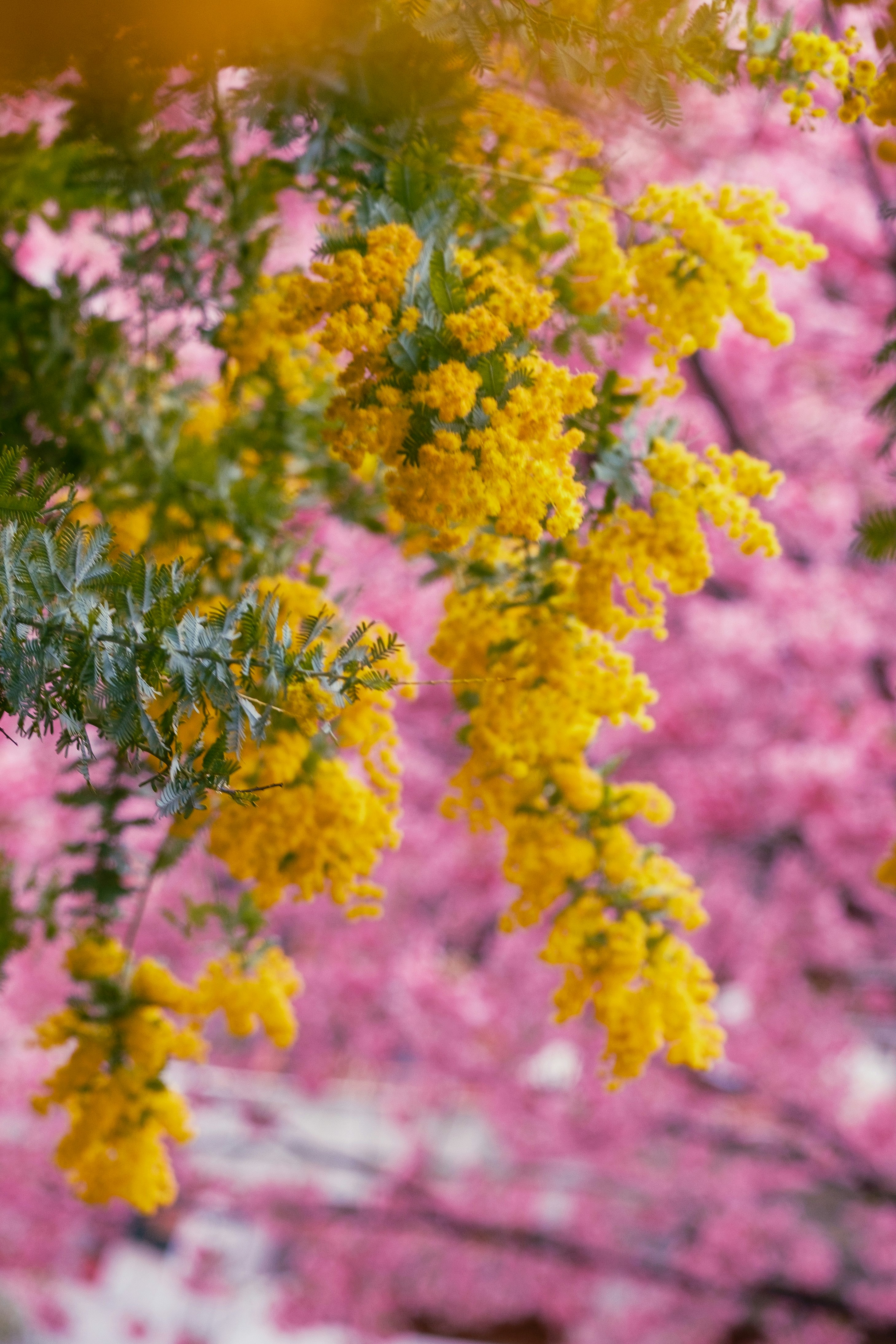 ミモザと河津桜の花が咲き乱れる春の花畑
