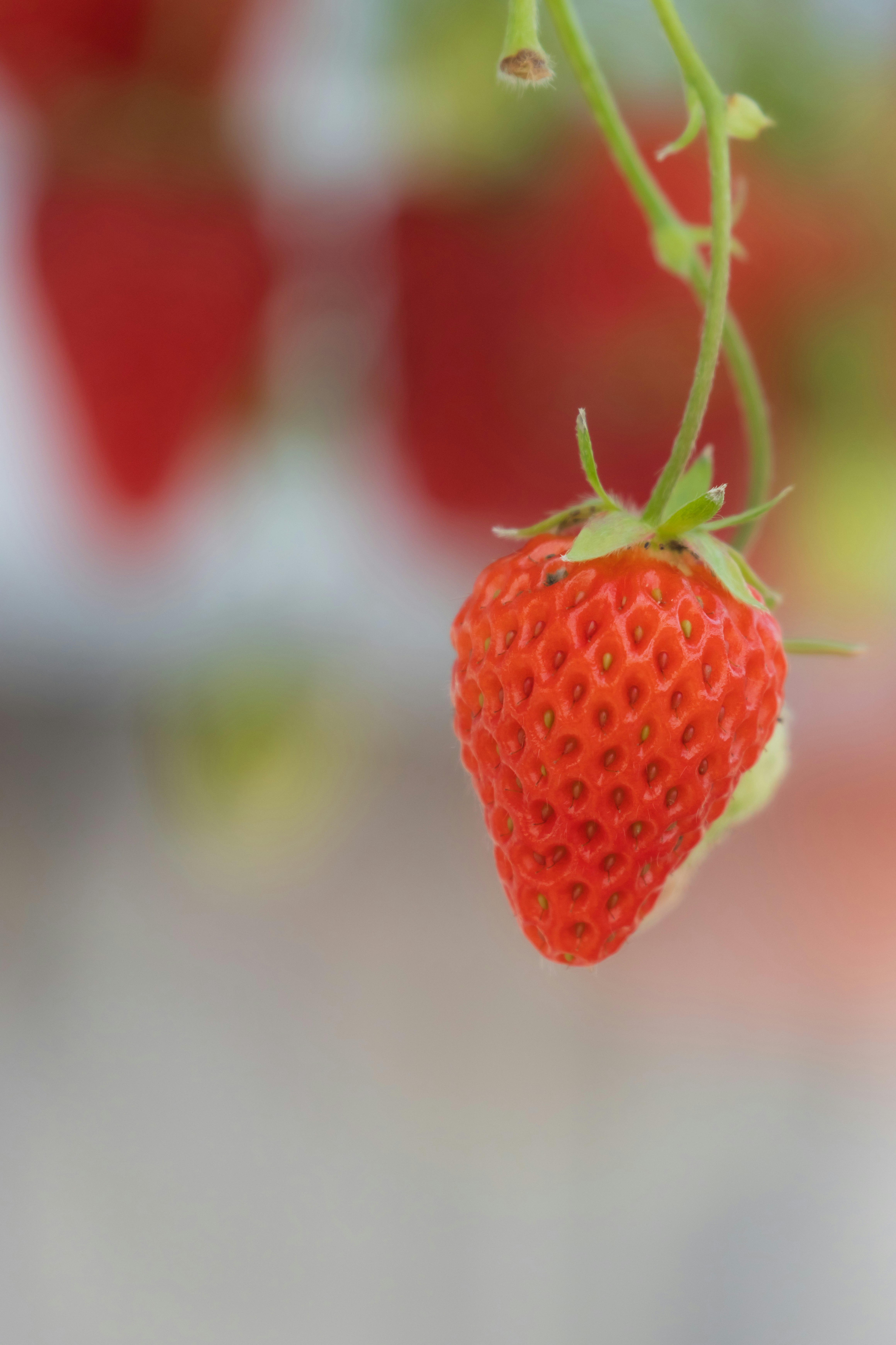 A vibrant red strawberry hanging from a green stem