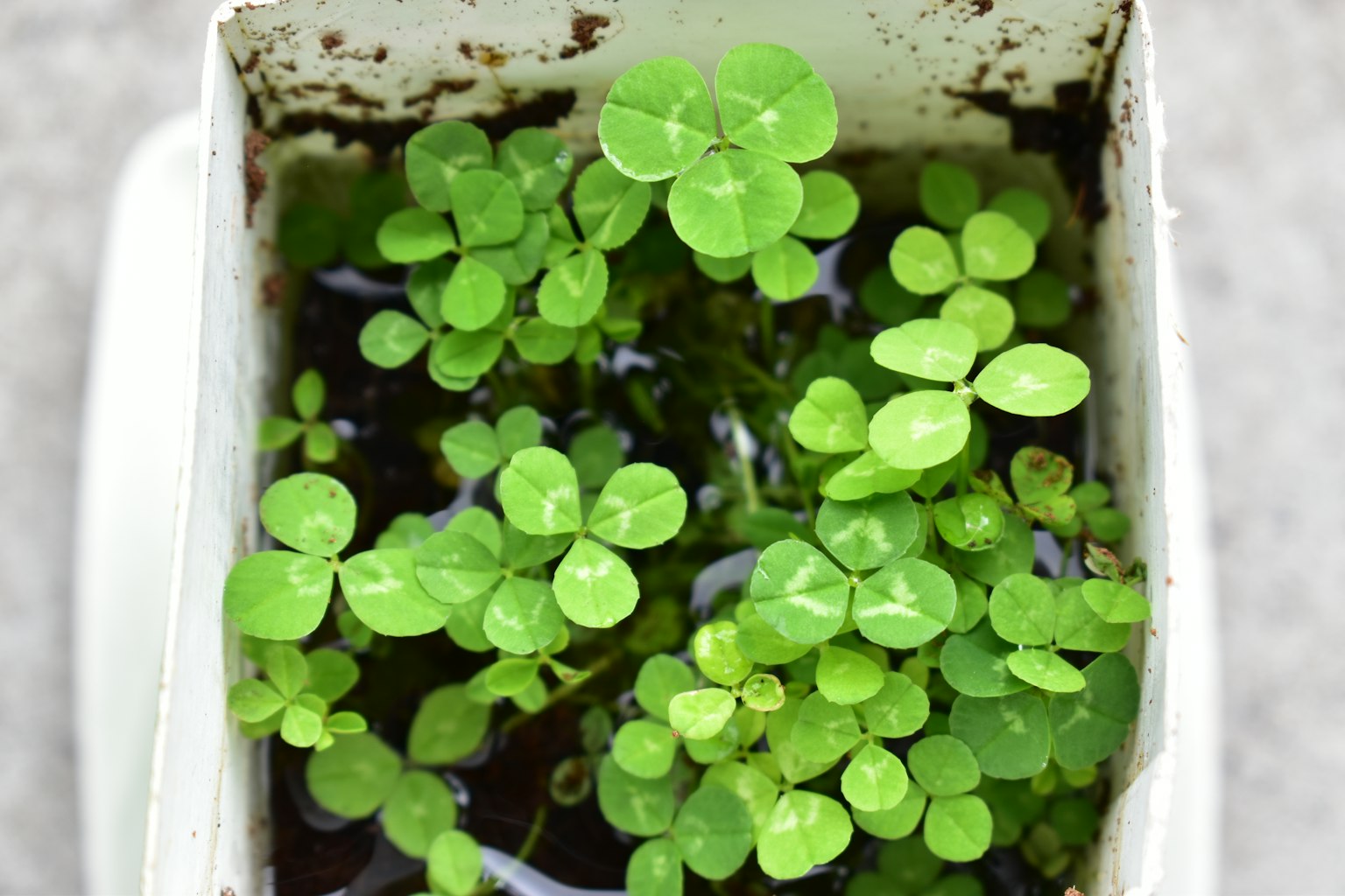 Una maceta pequeña llena de plantas verdes y hojas exuberantes
