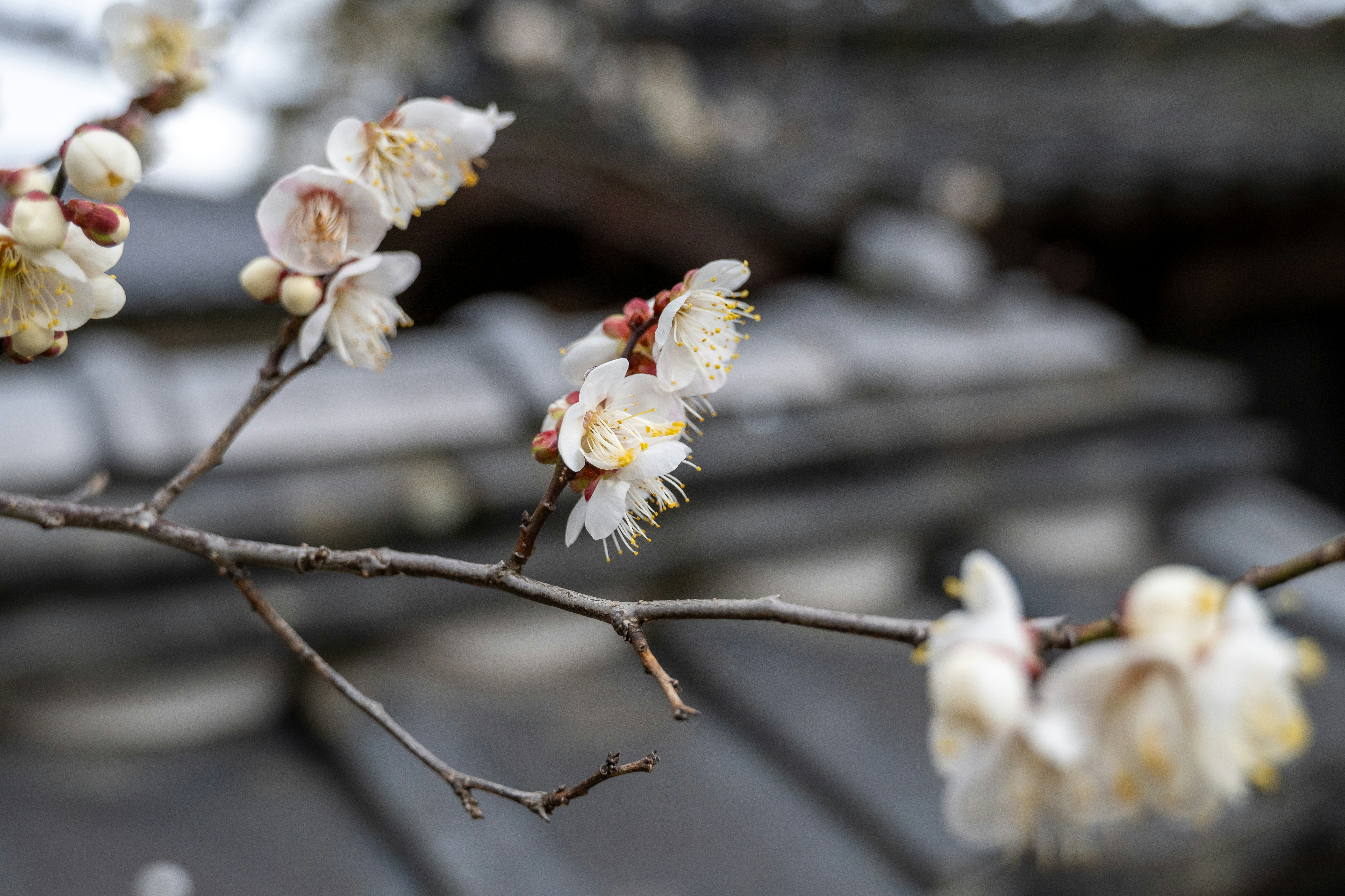 花びらのような白い花が枝に咲く春の風景
