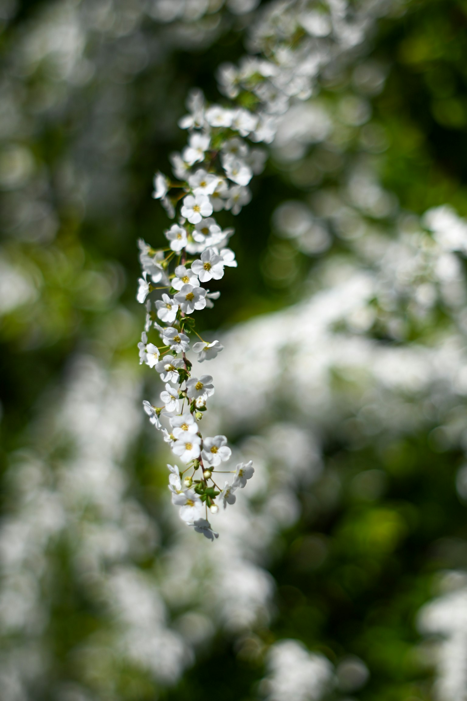 ภาพดอกไม้ขาวเบ่งบานบนพื้นหลังสีเขียว