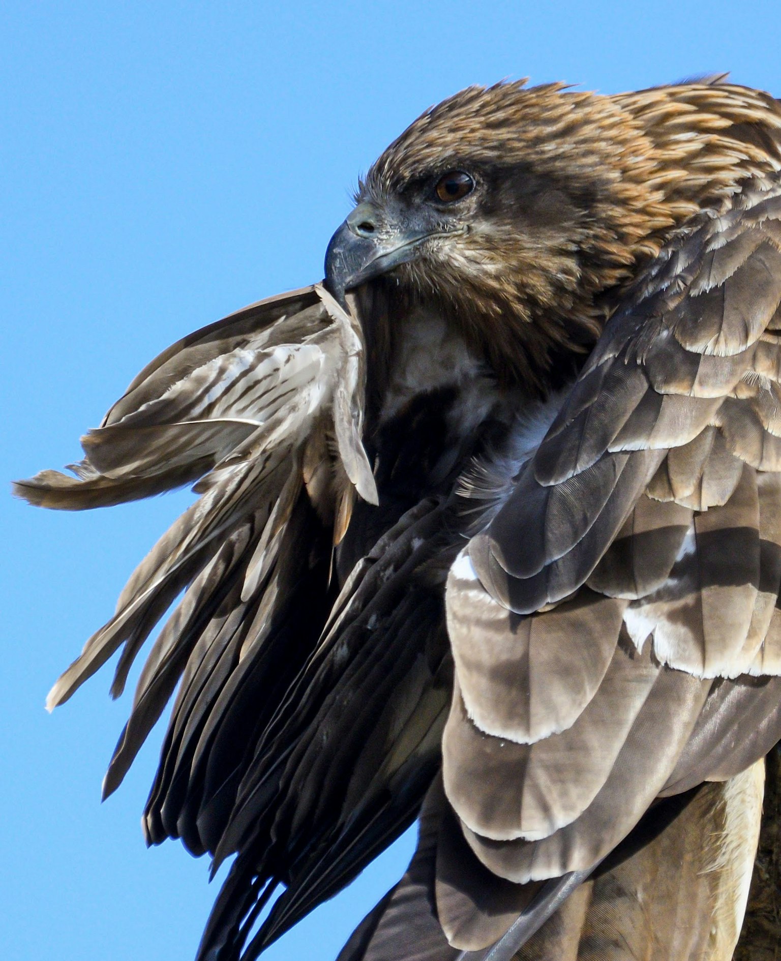 A hawk with beautiful plumage holding its prey