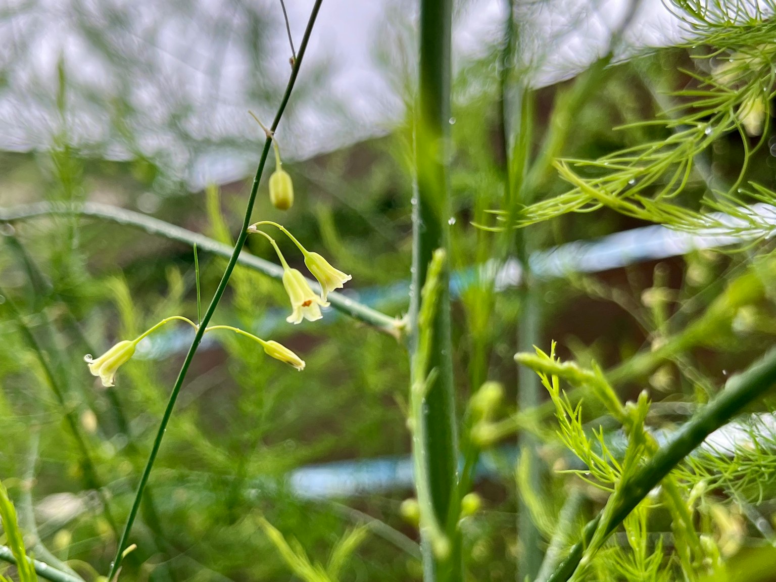Primo piano di una pianta con steli verdi sottili e piccoli fiori gialli
