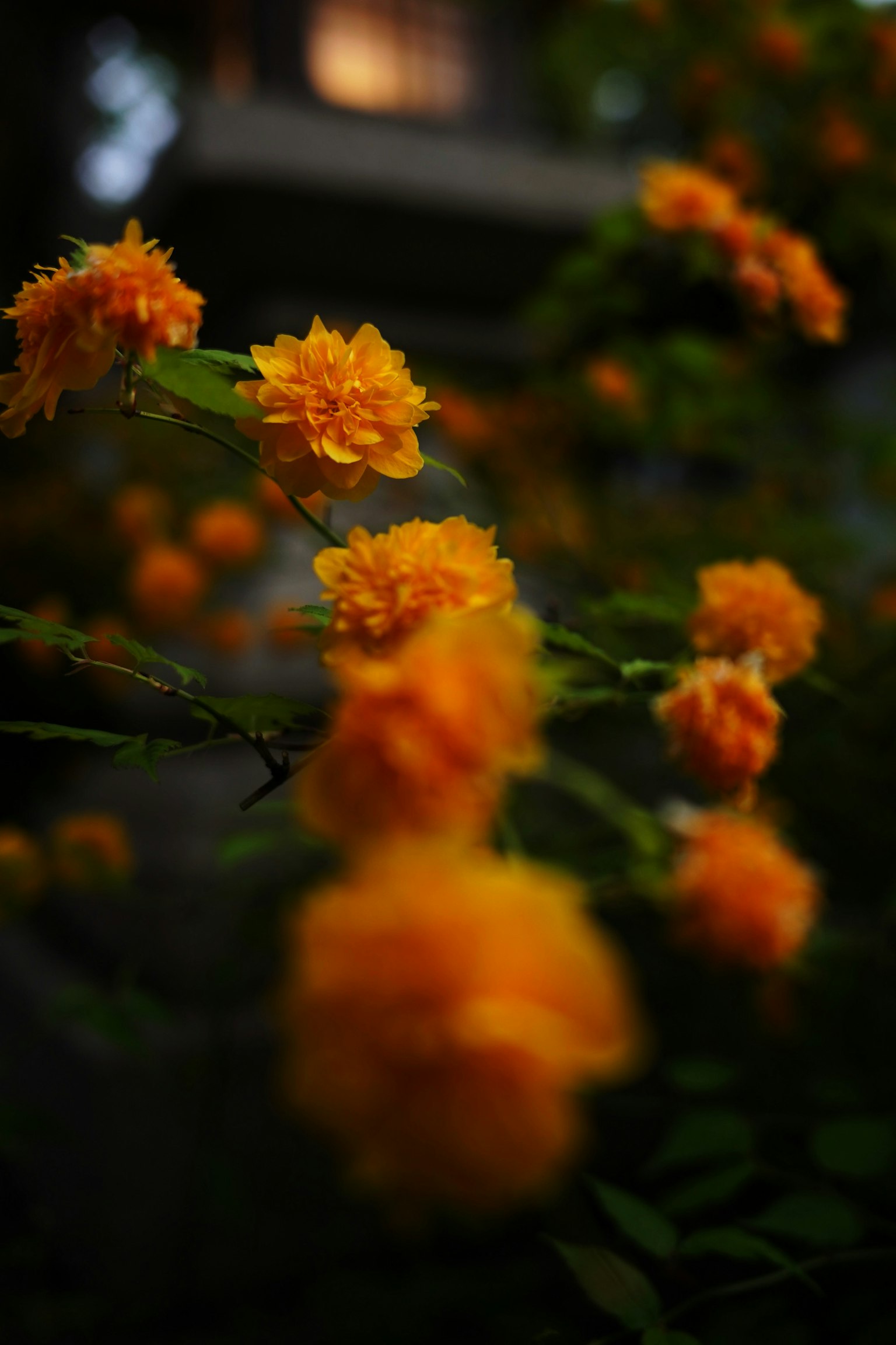 Gros plan de fleurs orange sur une branche avec un arrière-plan flou