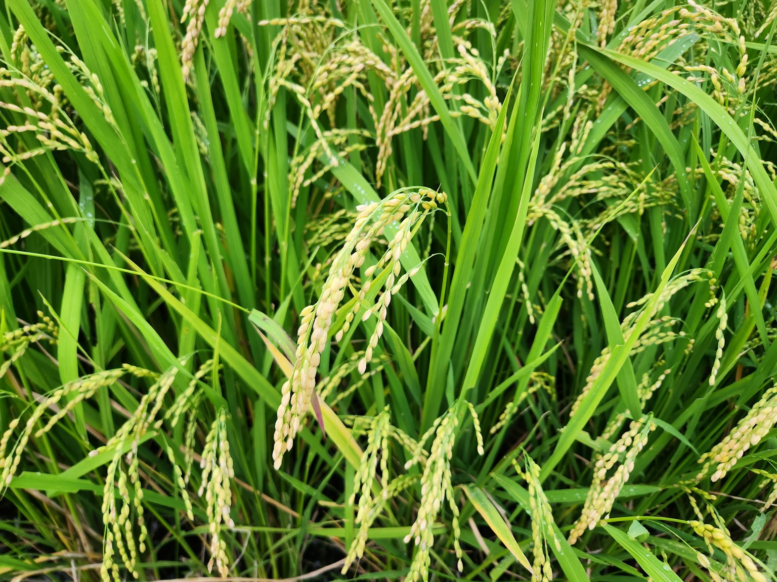 Plantes de riz vert luxuriantes avec des grains en maturation dans un champ