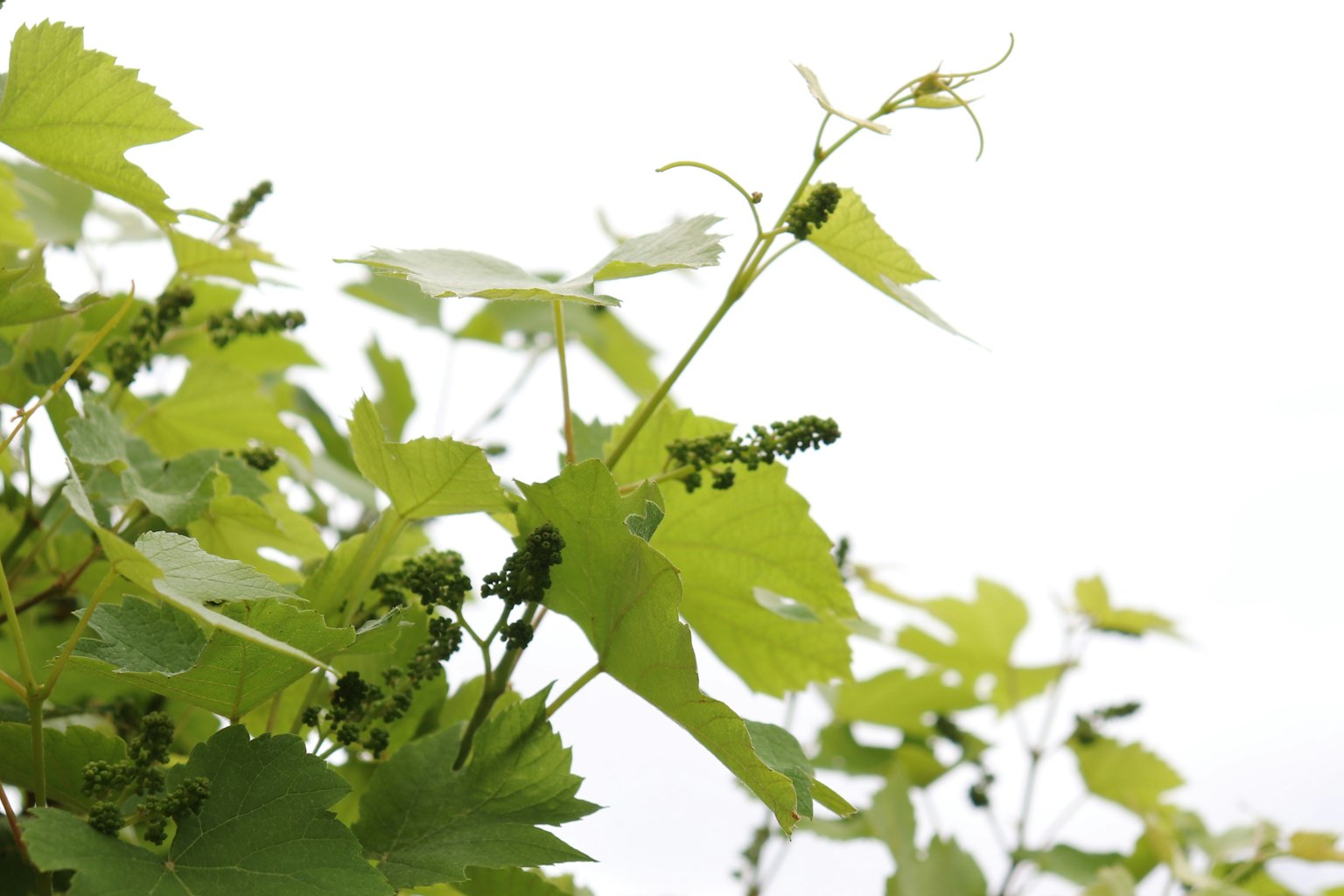 Branche avec des feuilles de vigne vertes et des grappes de raisin jeunes