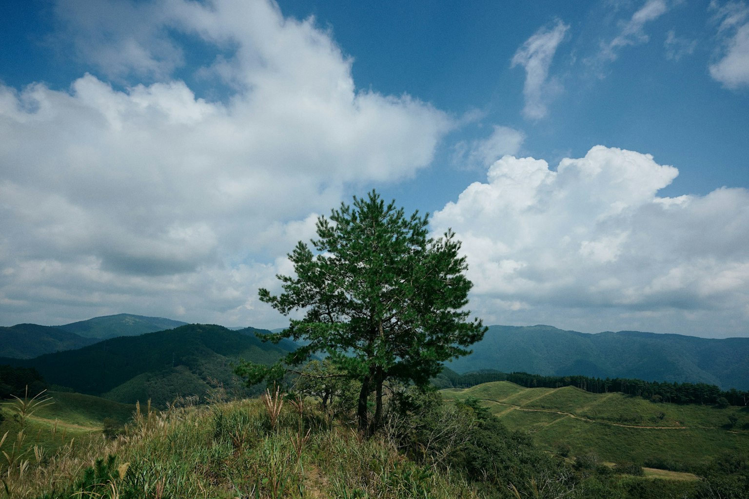 Un árbol solitario en una colina con cielo azul y nubes de fondo