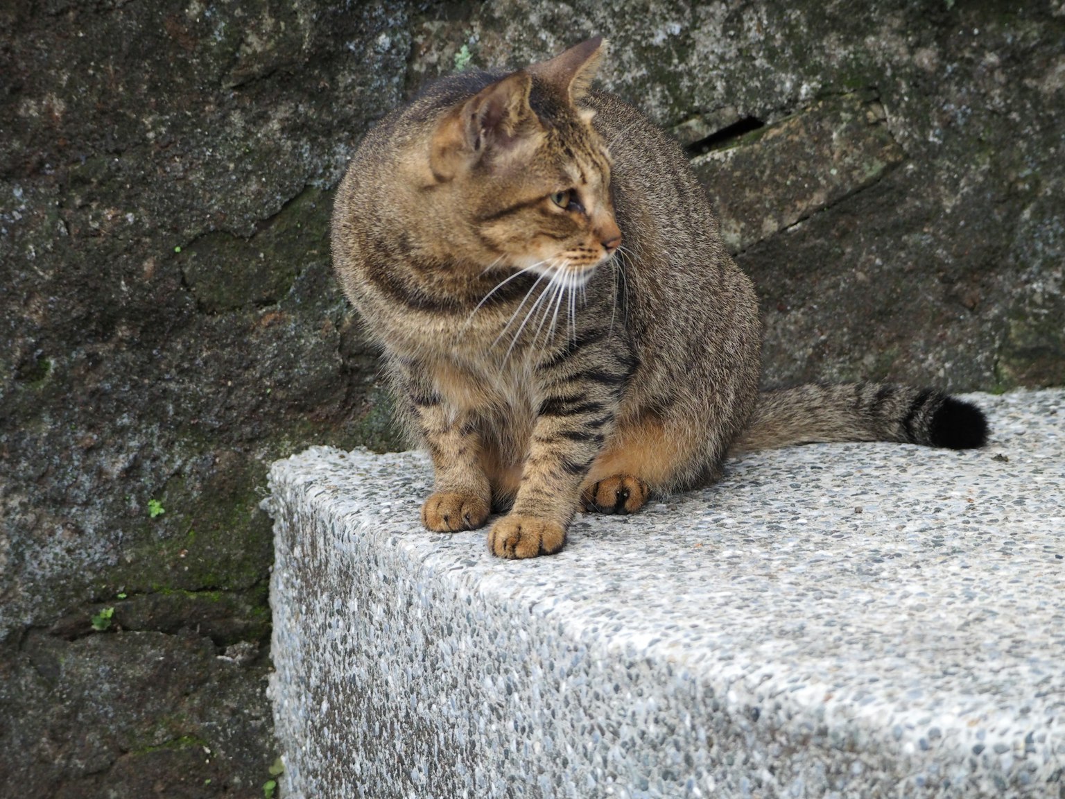 Un chat errant assis sur une surface en pierre