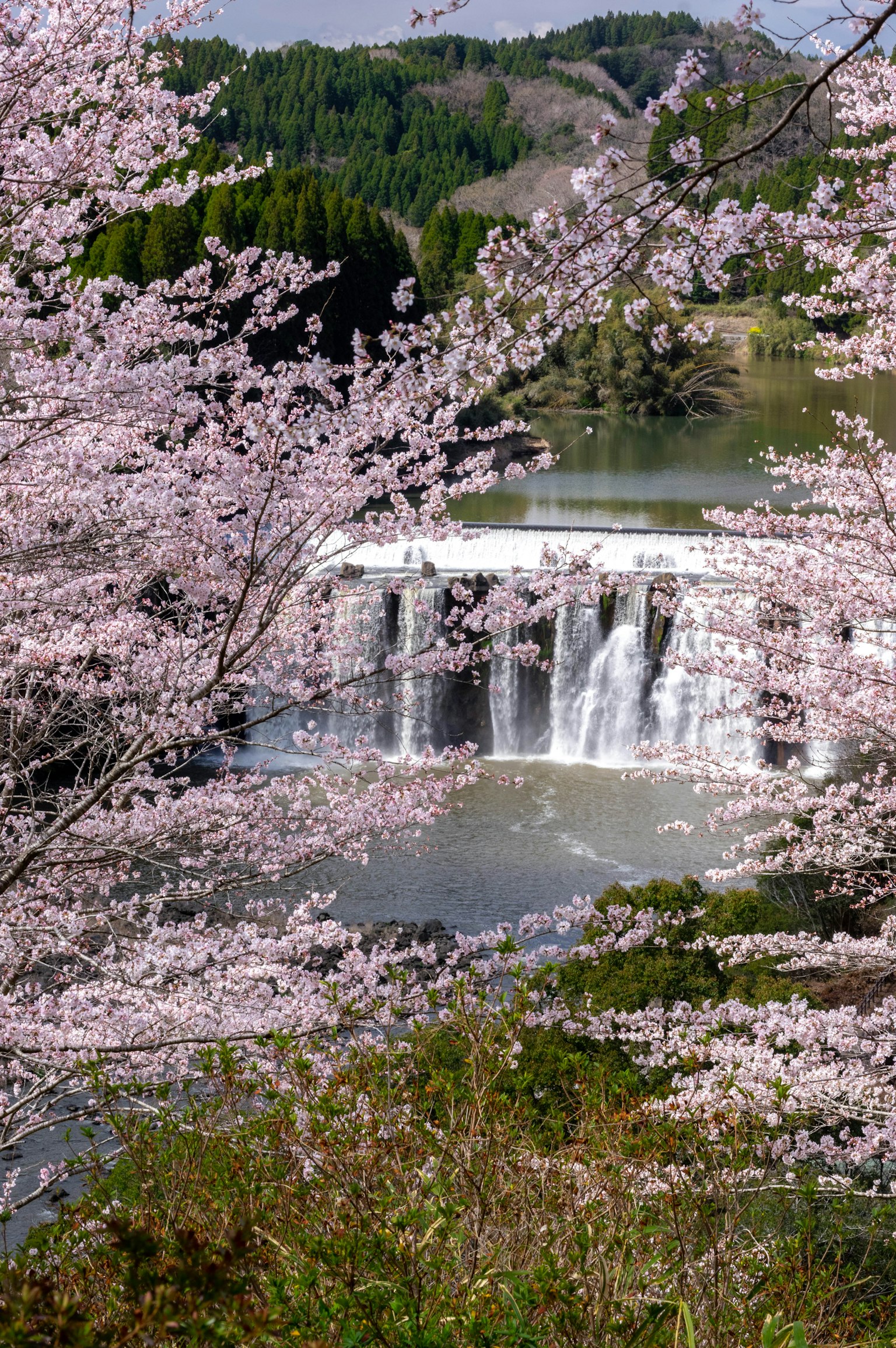 Vista escénica de cerezos en flor y una cascada