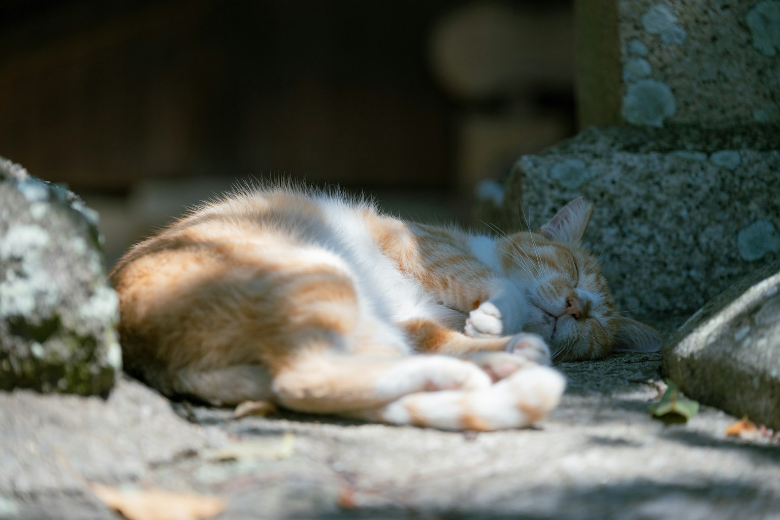 日陰で寝ているオレンジ色の猫