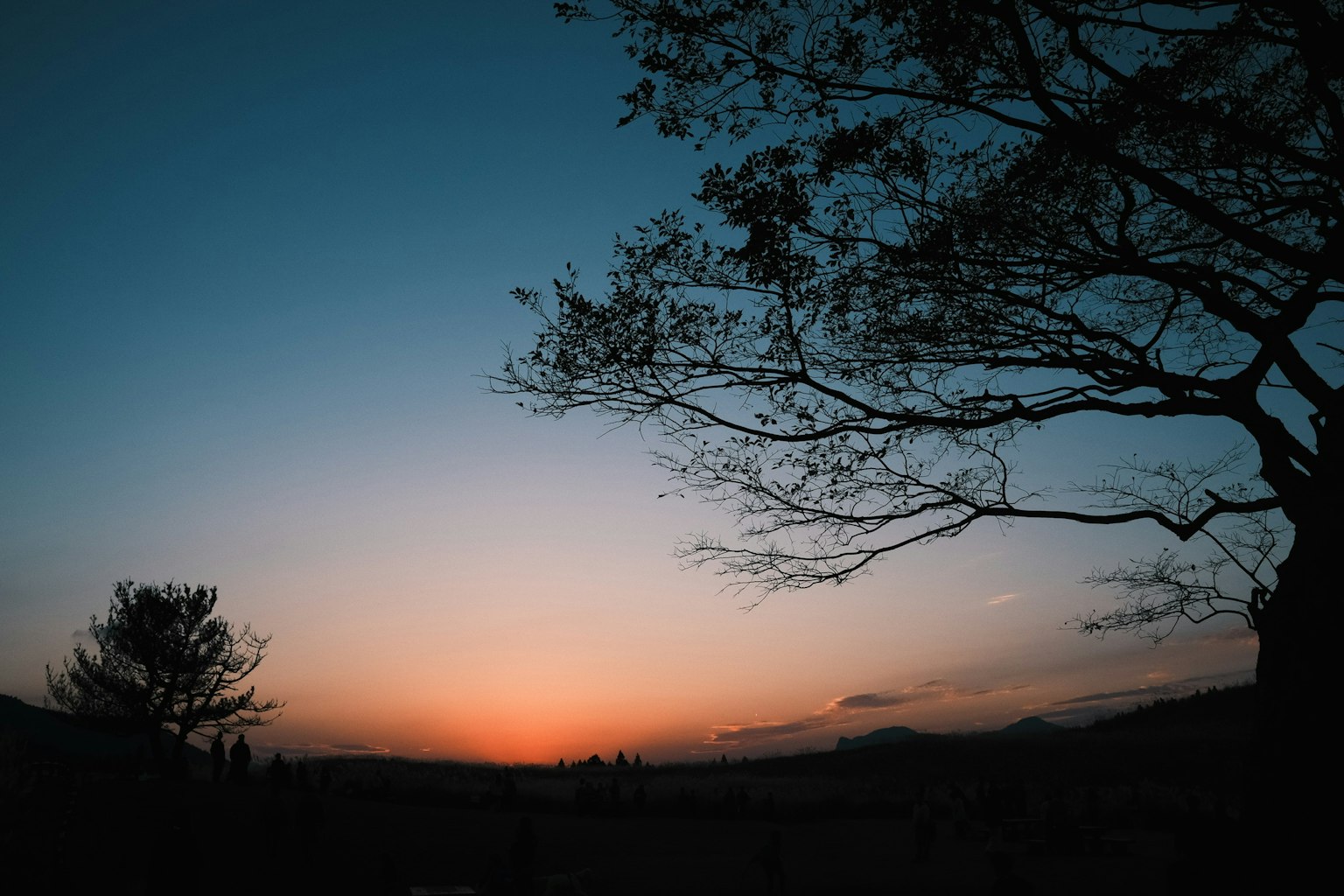 Cielo al atardecer con árboles en silueta