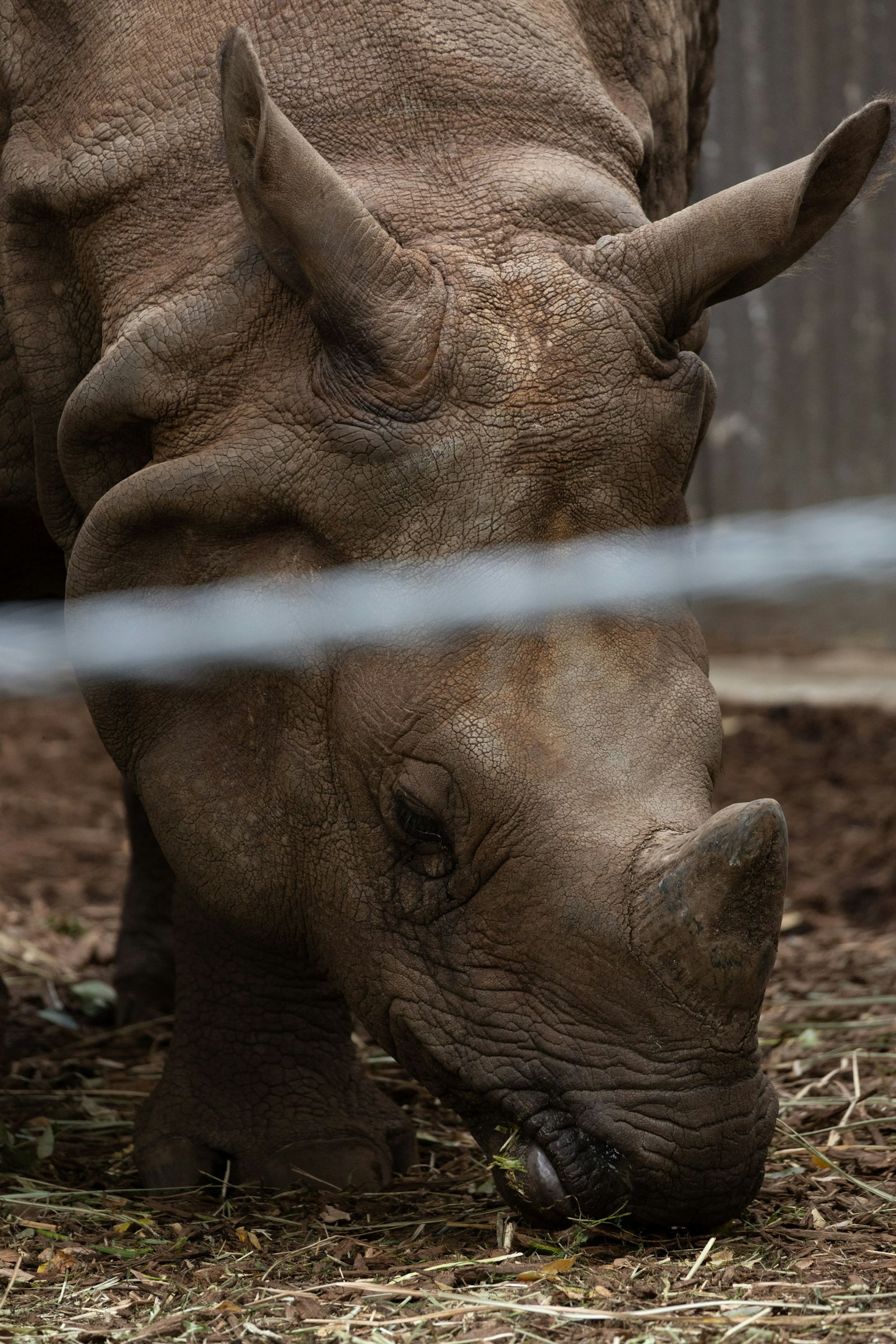 Close-up of a rhinoceros eating grass