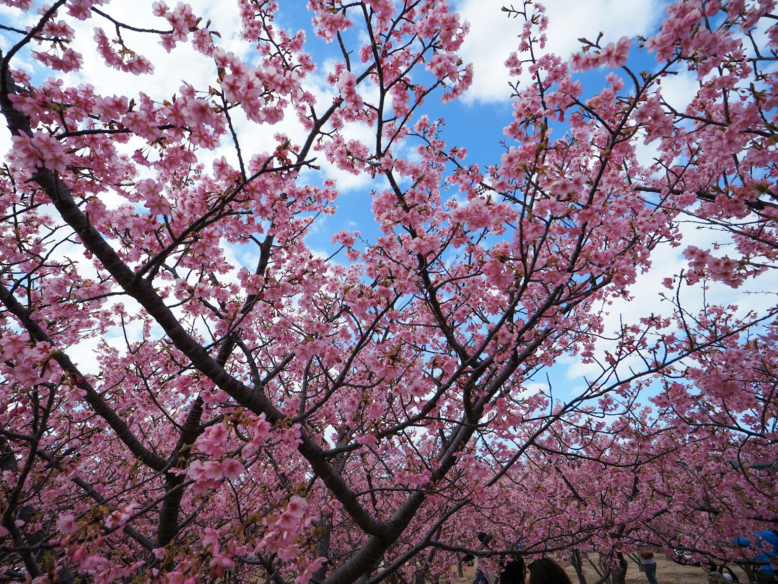 Árboles de cerezo en flor contra un cielo azul