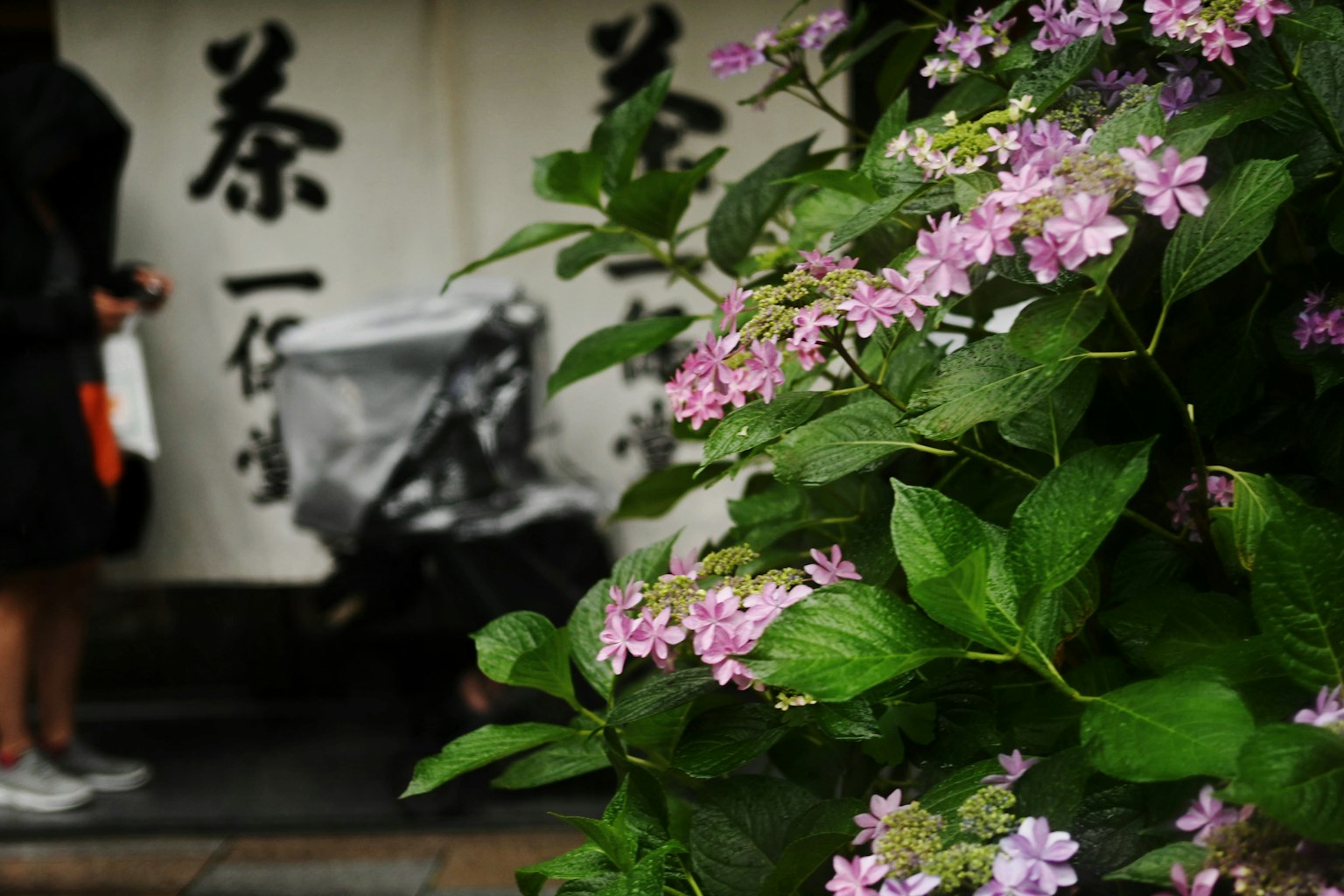 花と日本の文字が描かれた壁がある風景
