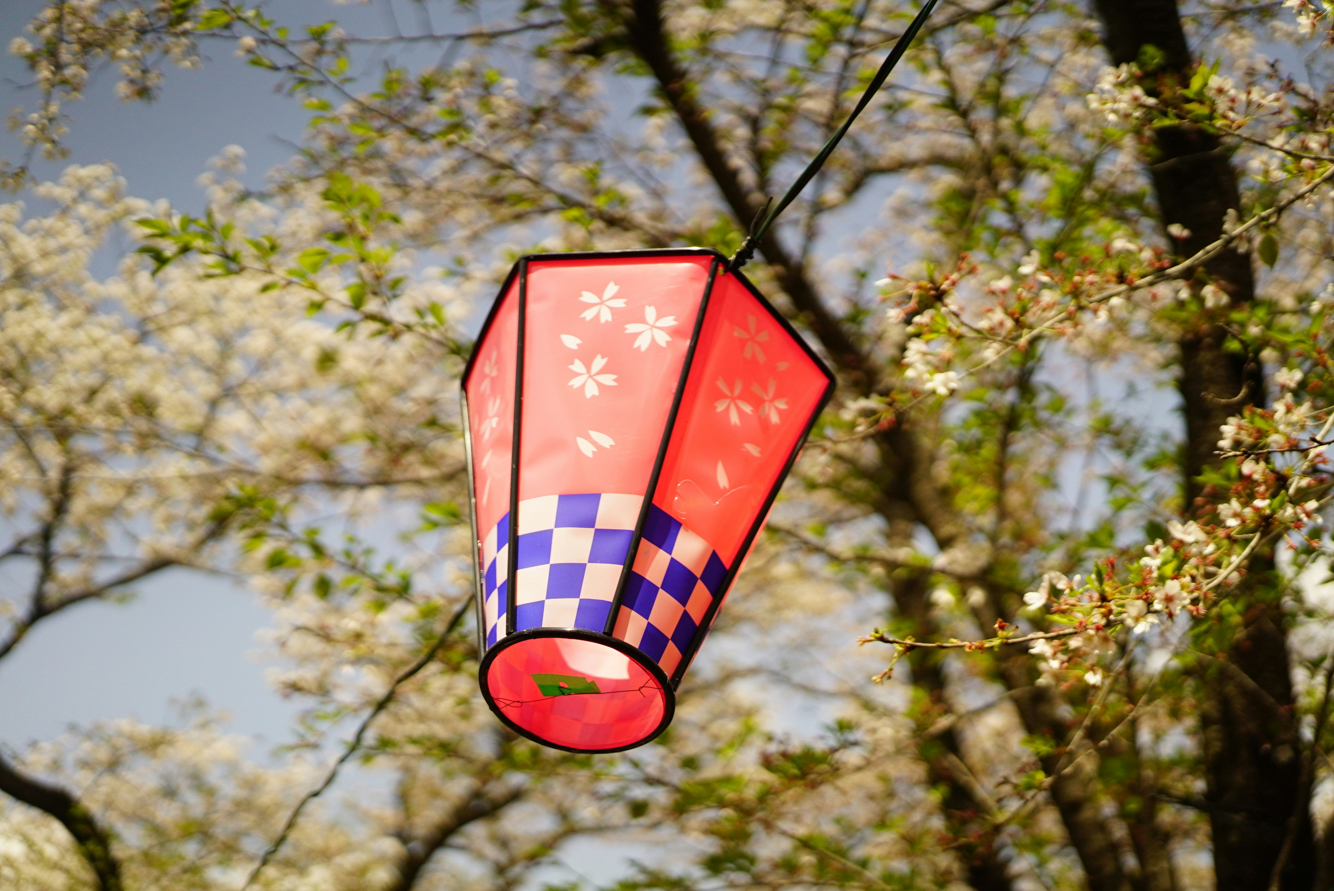 桜まつりの提灯が木々の間に揺れる風景